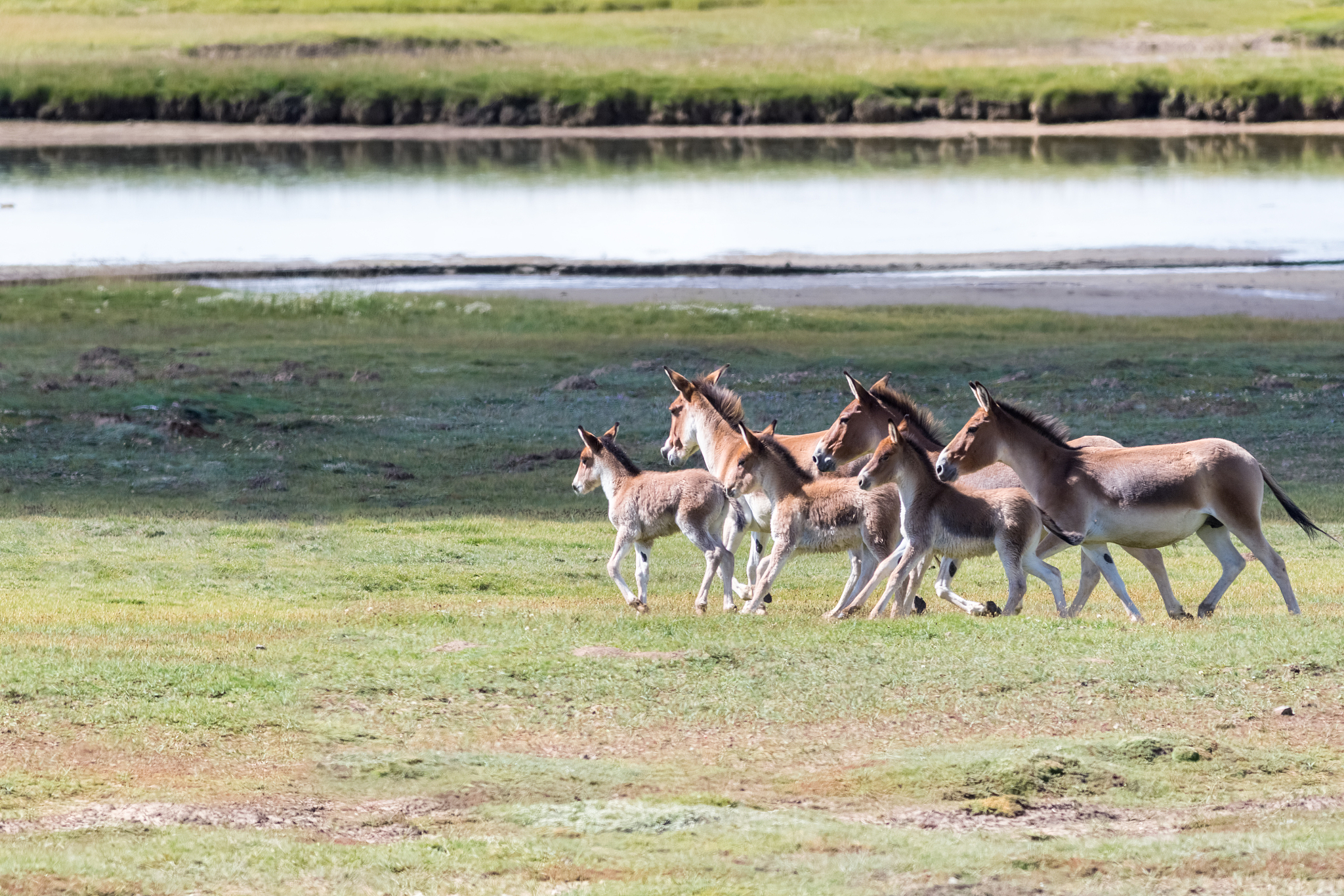 呼伦贝尔草原特有动物：属、种一览