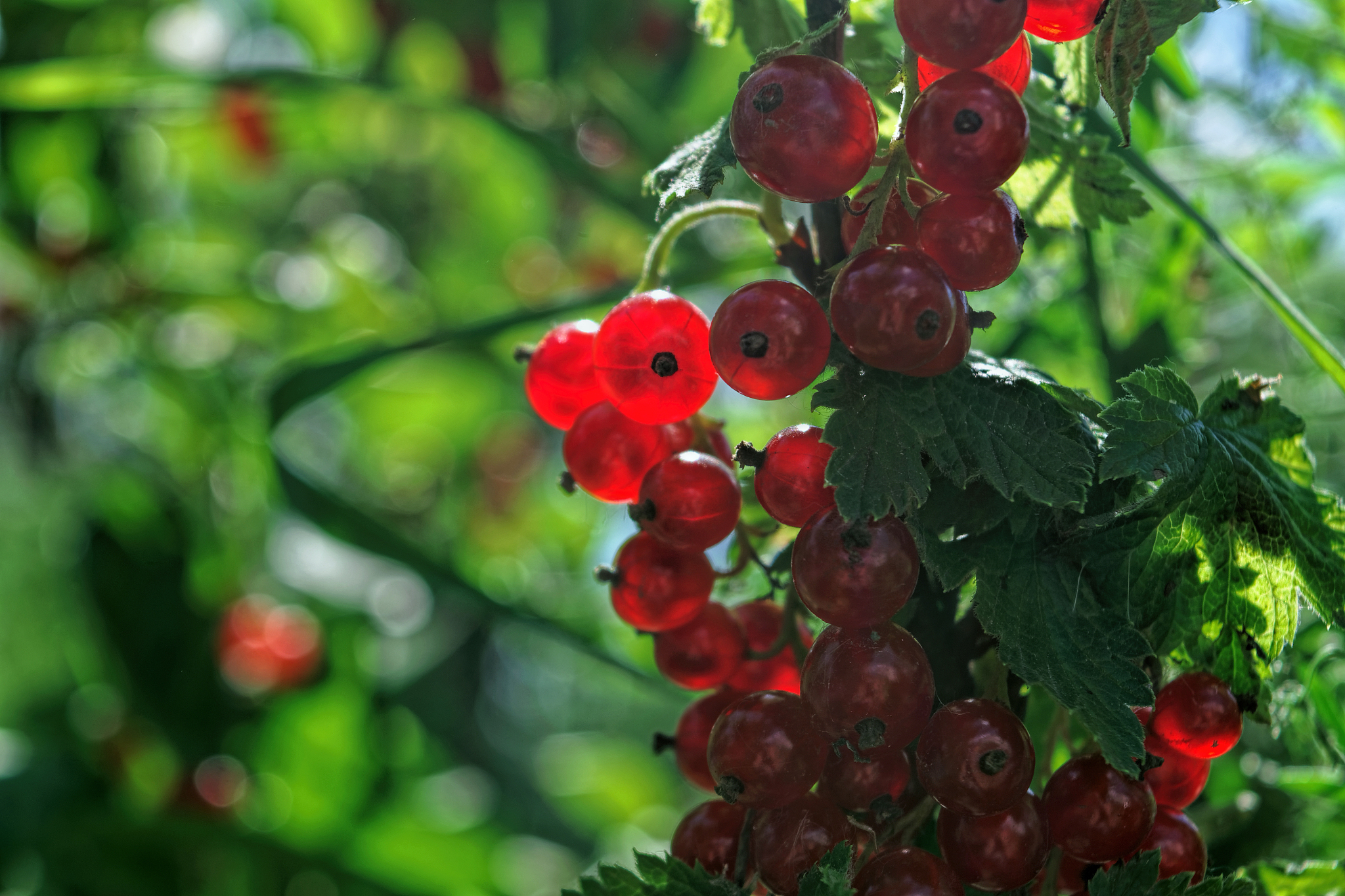 red currant. ripe and fresh organic redcurrant berries