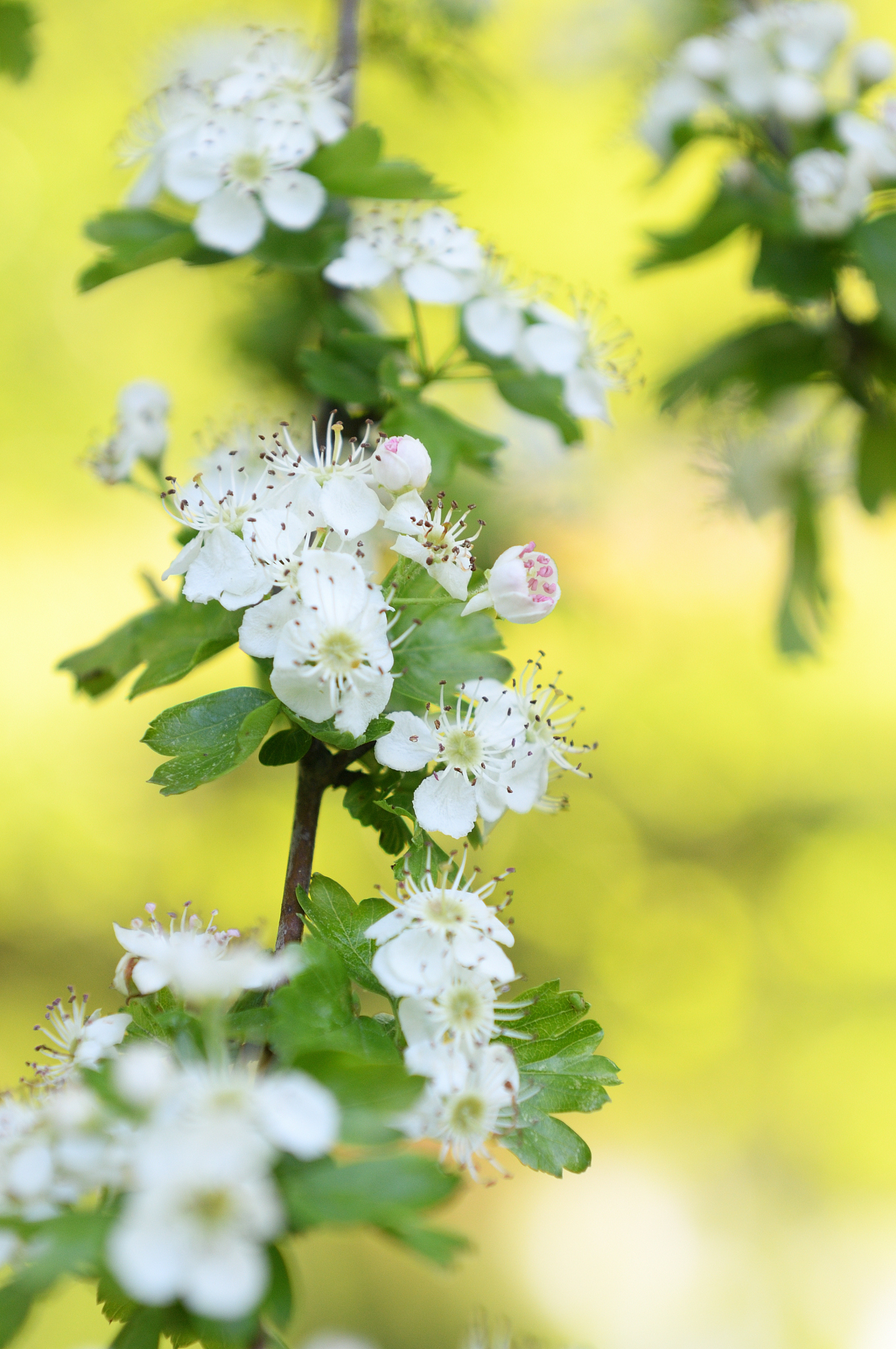 baumblüte