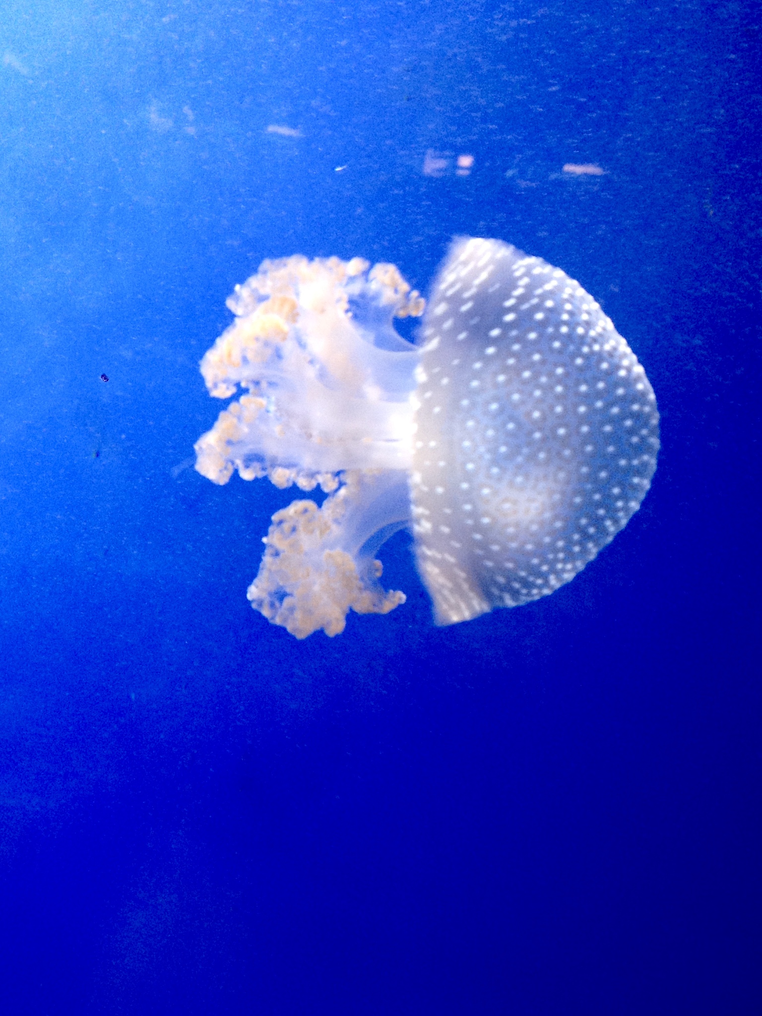 jellyfish in tropical waters