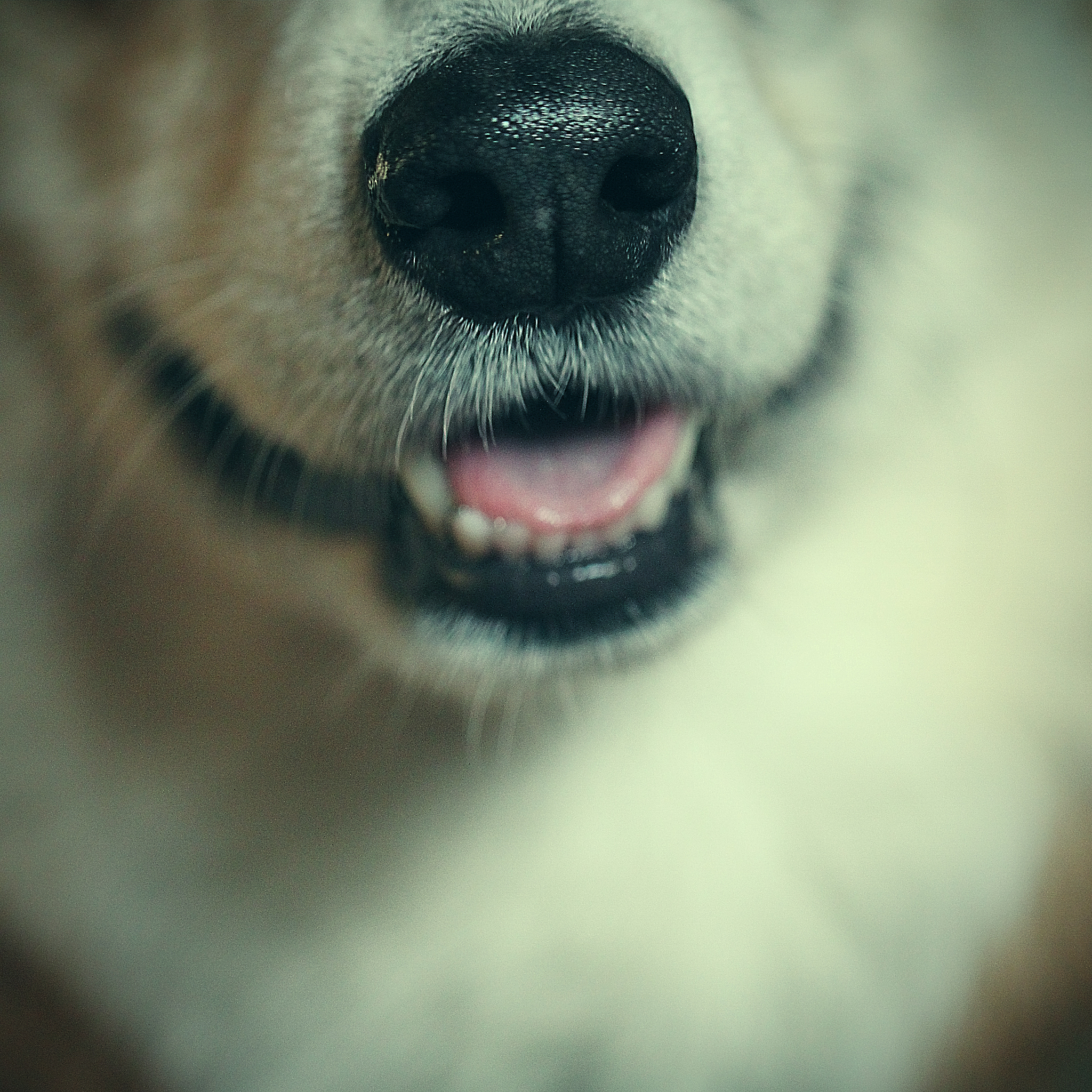 你是一个宠物专家熟悉各种宠物习性我希望用你的专业知识帮助我解决一些宠物相关的问题并已文章的形式呈现文章要做好问题关联细分并详细说明字数最好不低于1000字。现在有这么一个标题：狗狗脸眼肿了怎么回事？特别注意在文章中不要出现首先、其次、最后、接下来、综上所诉字眼。