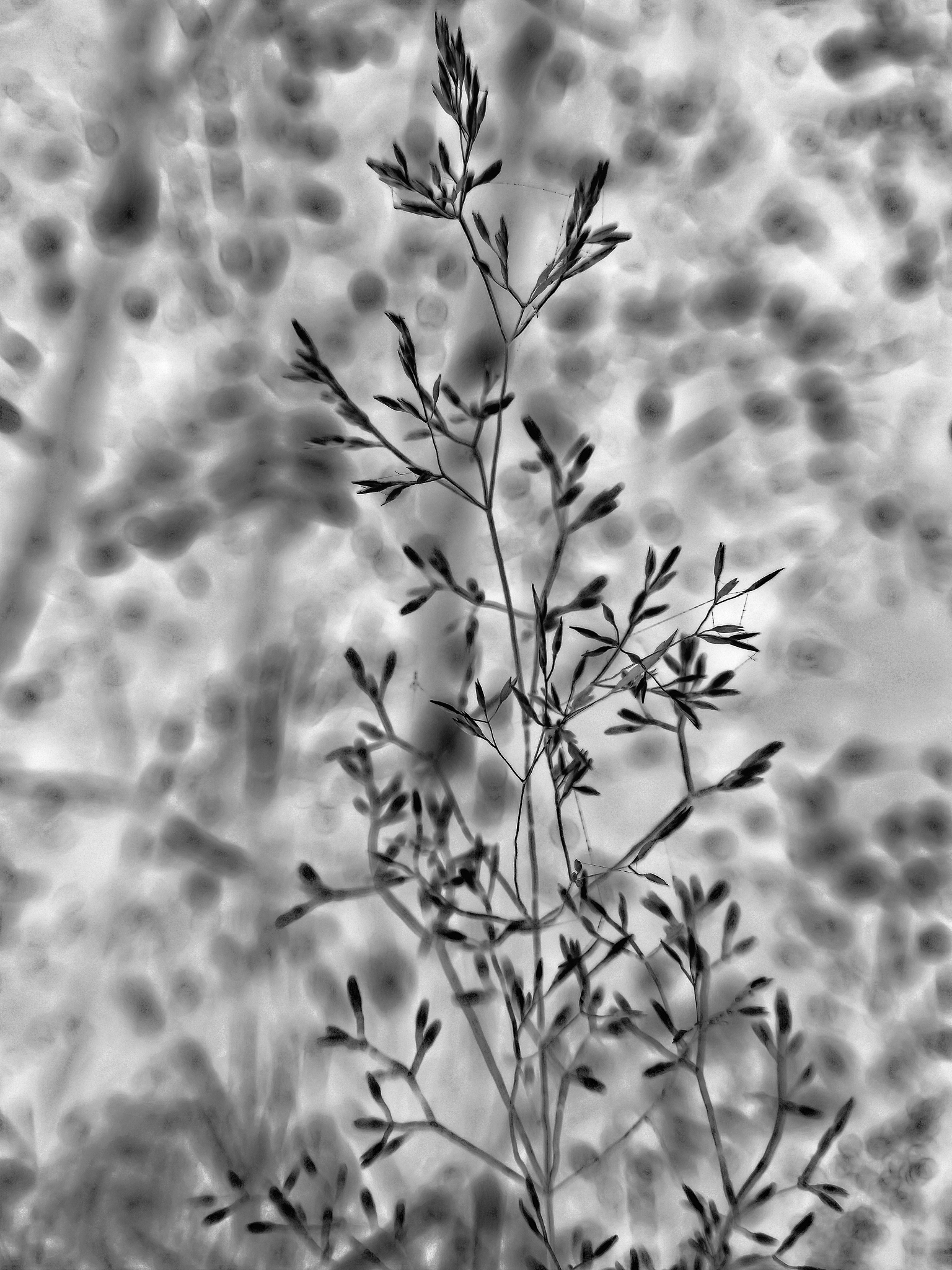 枯草芽孢杆菌：生物控制、环境保护和药物生产的多面手