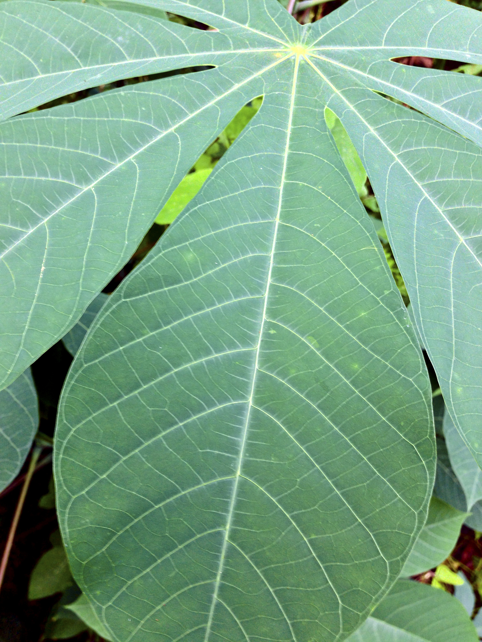 树叶密码体系设计：创新与挑战