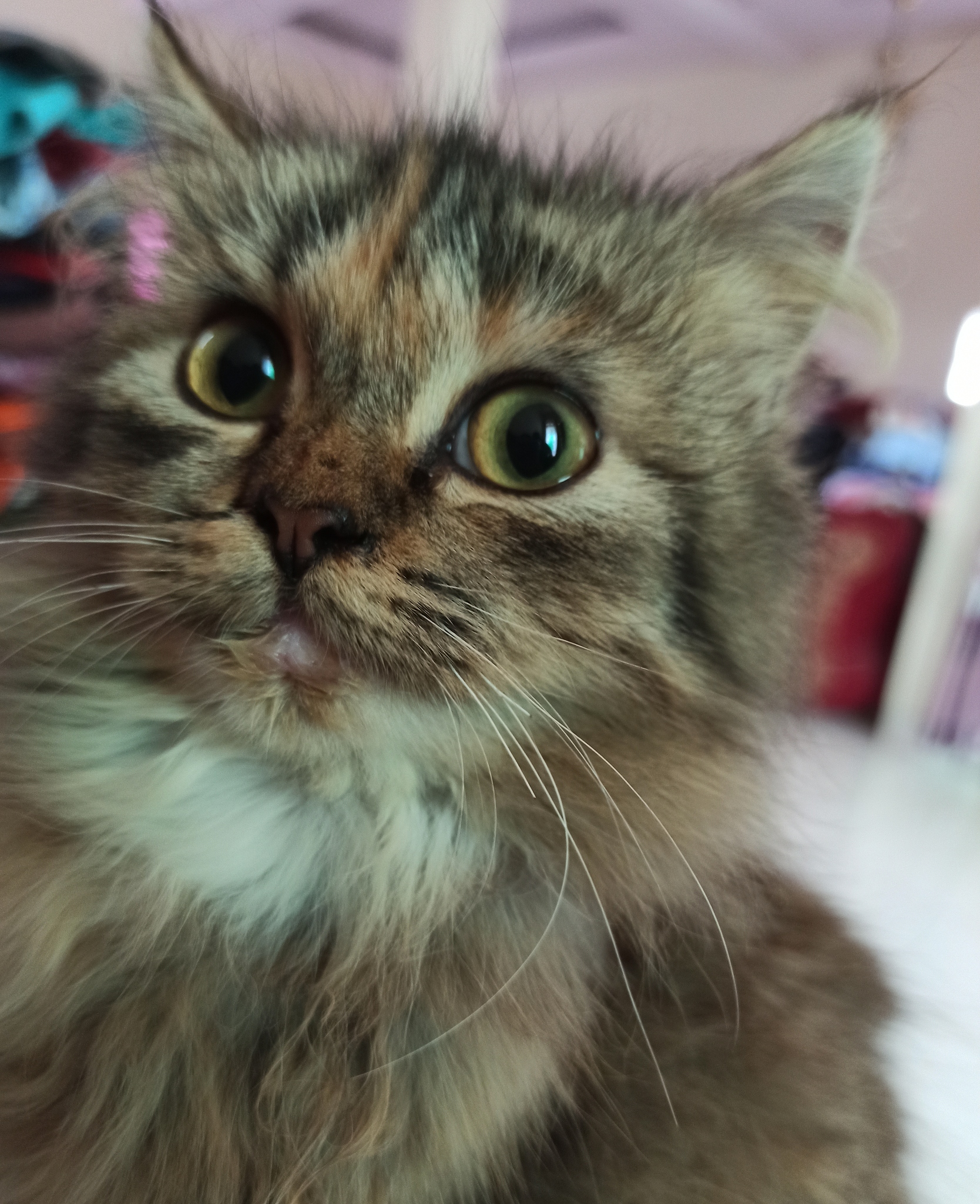 Kucing: Hewan Peliharaan Populer & Menyenangkan - Panduan Lengkap