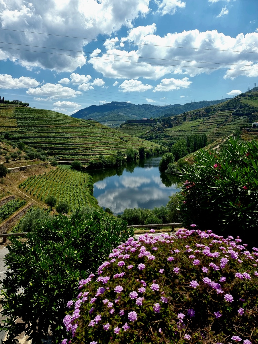 (n+1)(n+2)(x-1)^n 多项式函数详解及应用