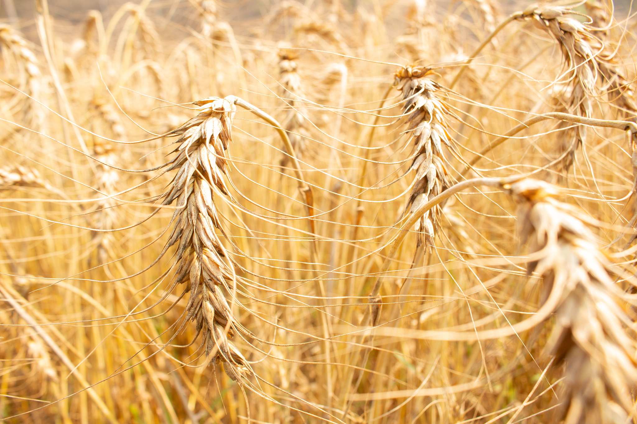 2022云南农业职业技术学院欢迎您！