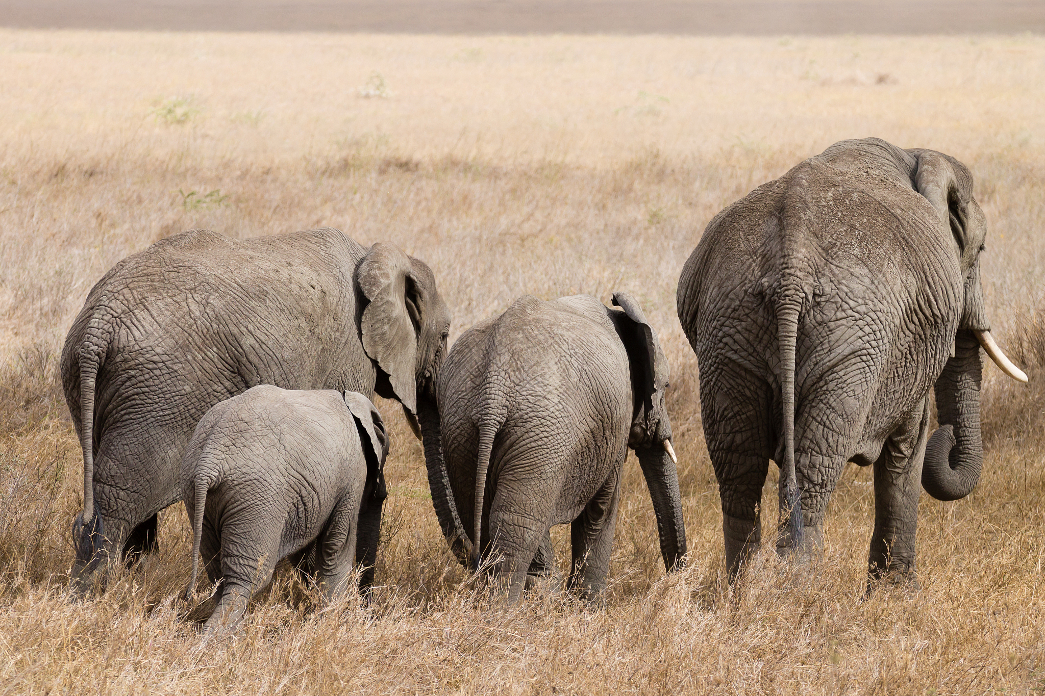 herd of elephants from serengeti national park, tanzania, africa