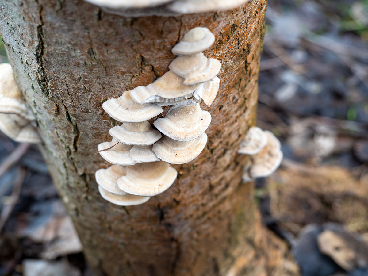 松茸开了是什么样子？详细图文介绍