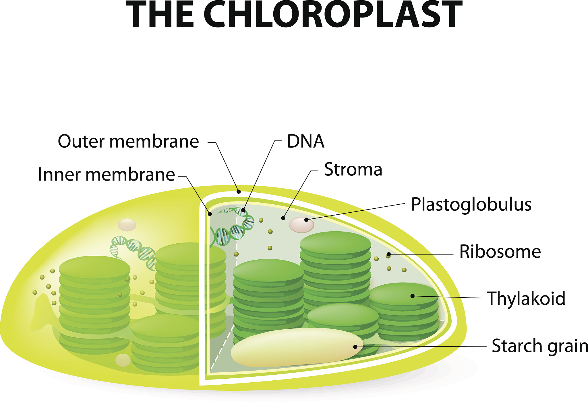 PLANT CELL REPORTS期刊现任主编