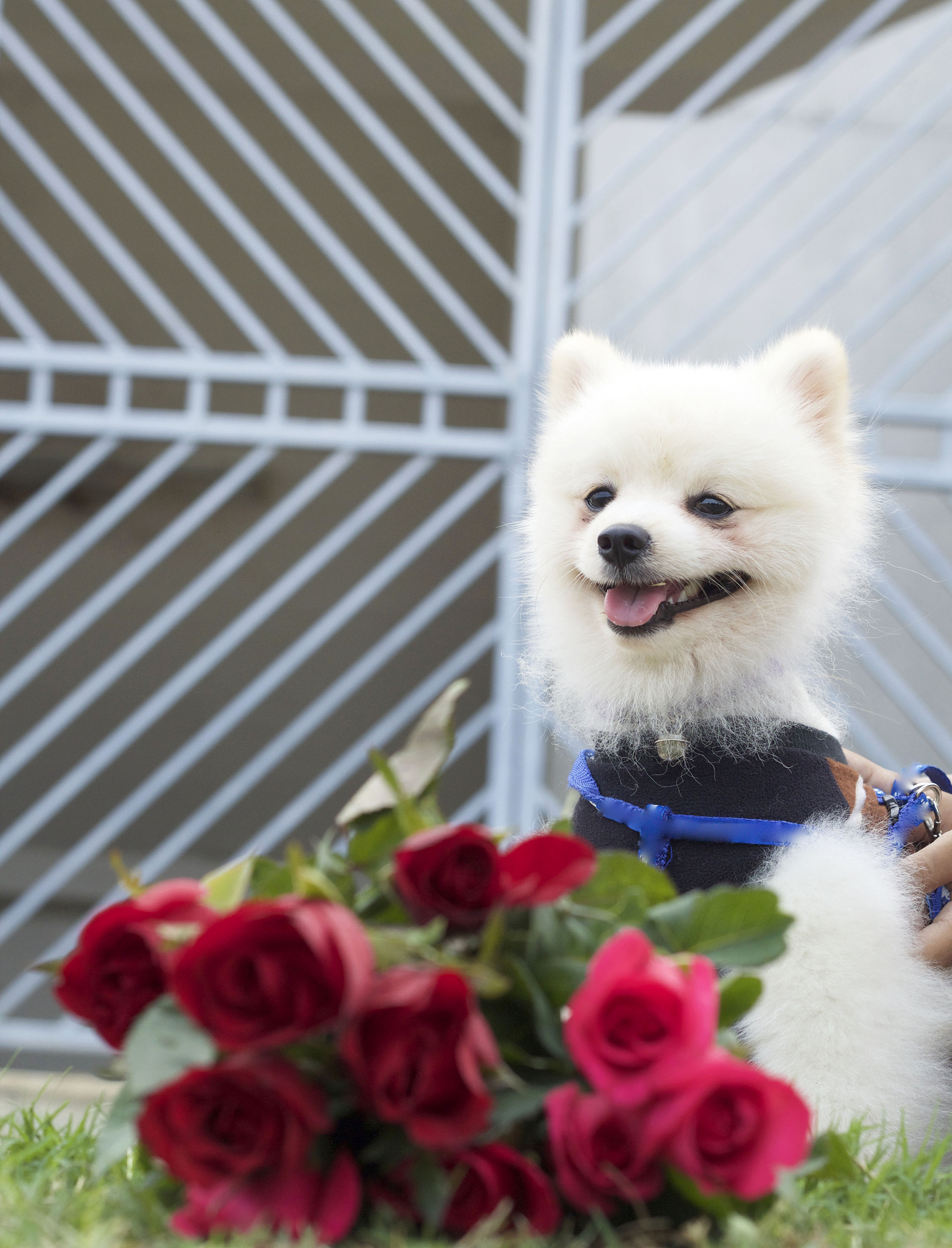 萌宠日常！狗狗生活记录，带你感受爱与快乐！🐶❤️