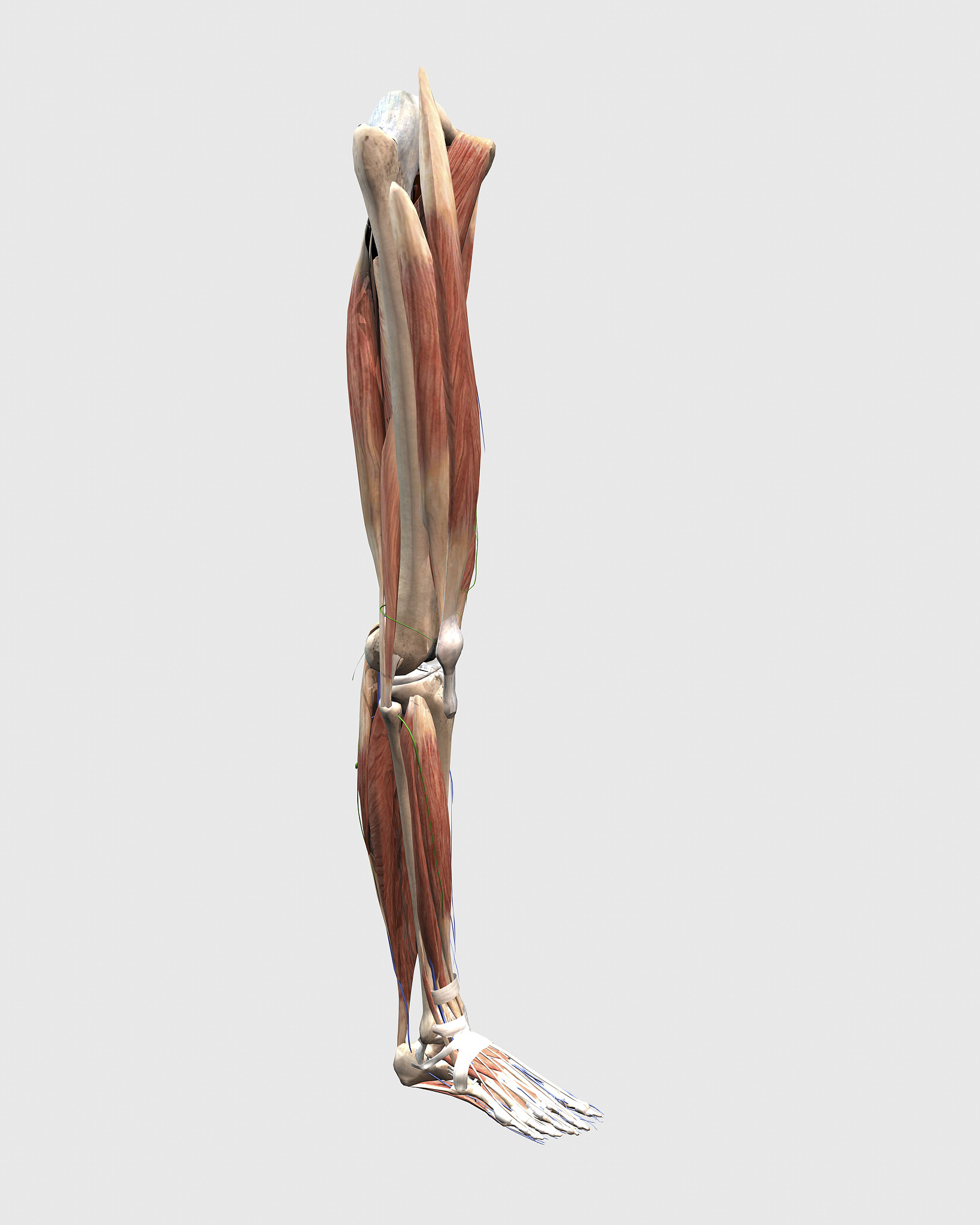 人体骨骼翻译：下臂扭转(Lower Arm Twist)