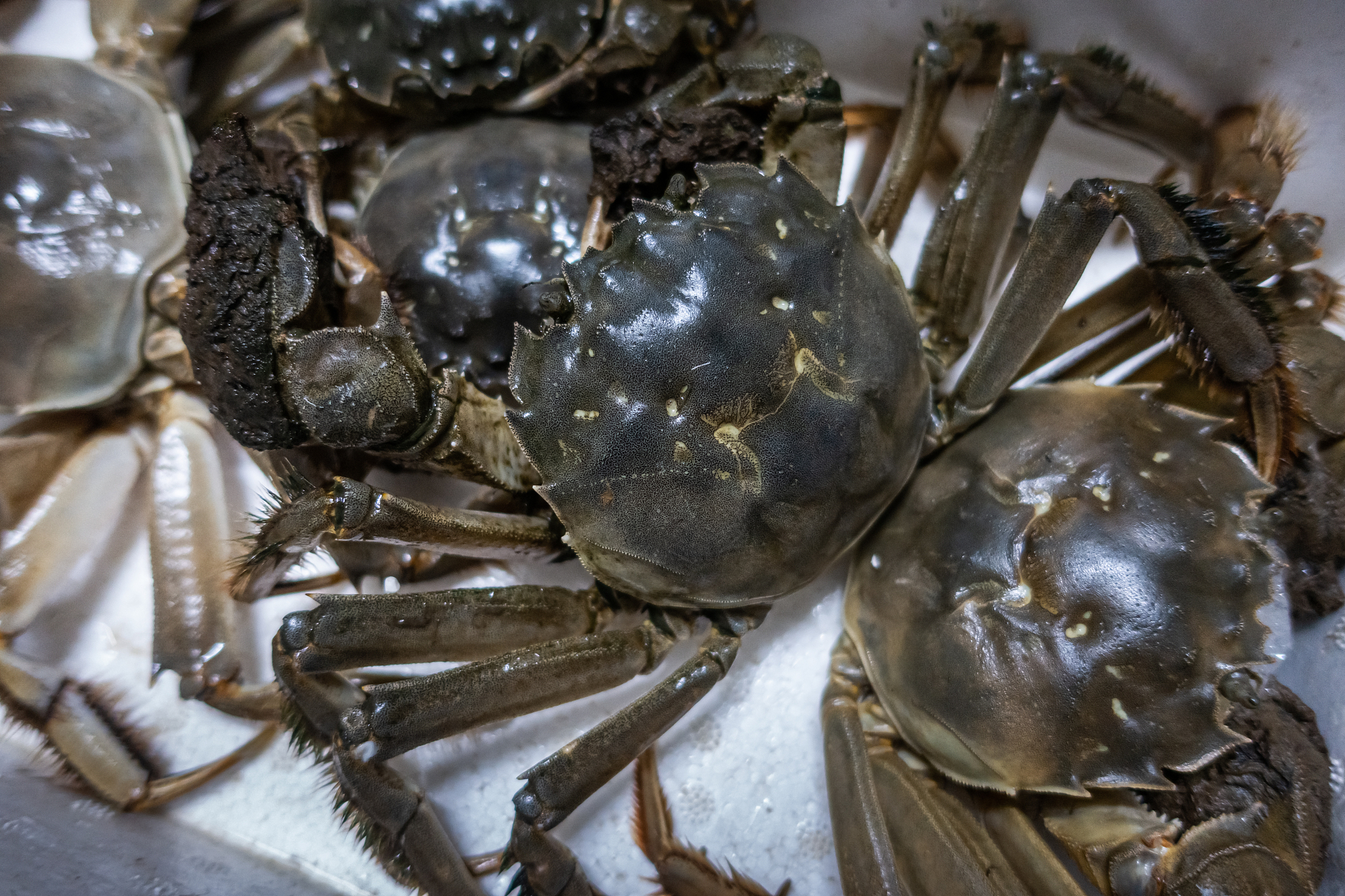 帝王蟹全方位指南：从特征到保护，探索美味背后的故事