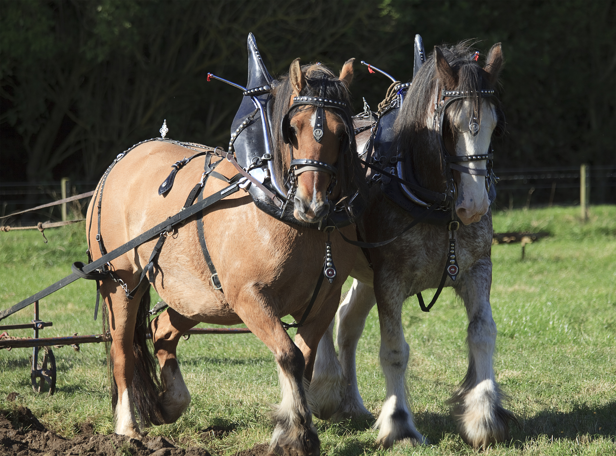 clydesdale horse pair drawing a plough
