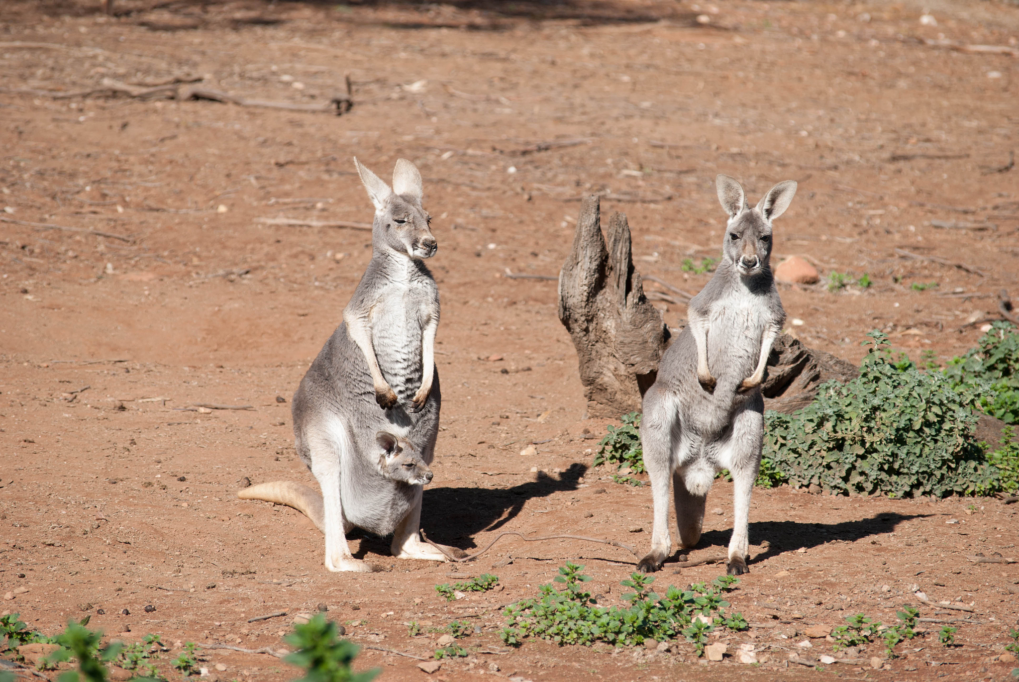 动物界智商前十，你可能想不到！