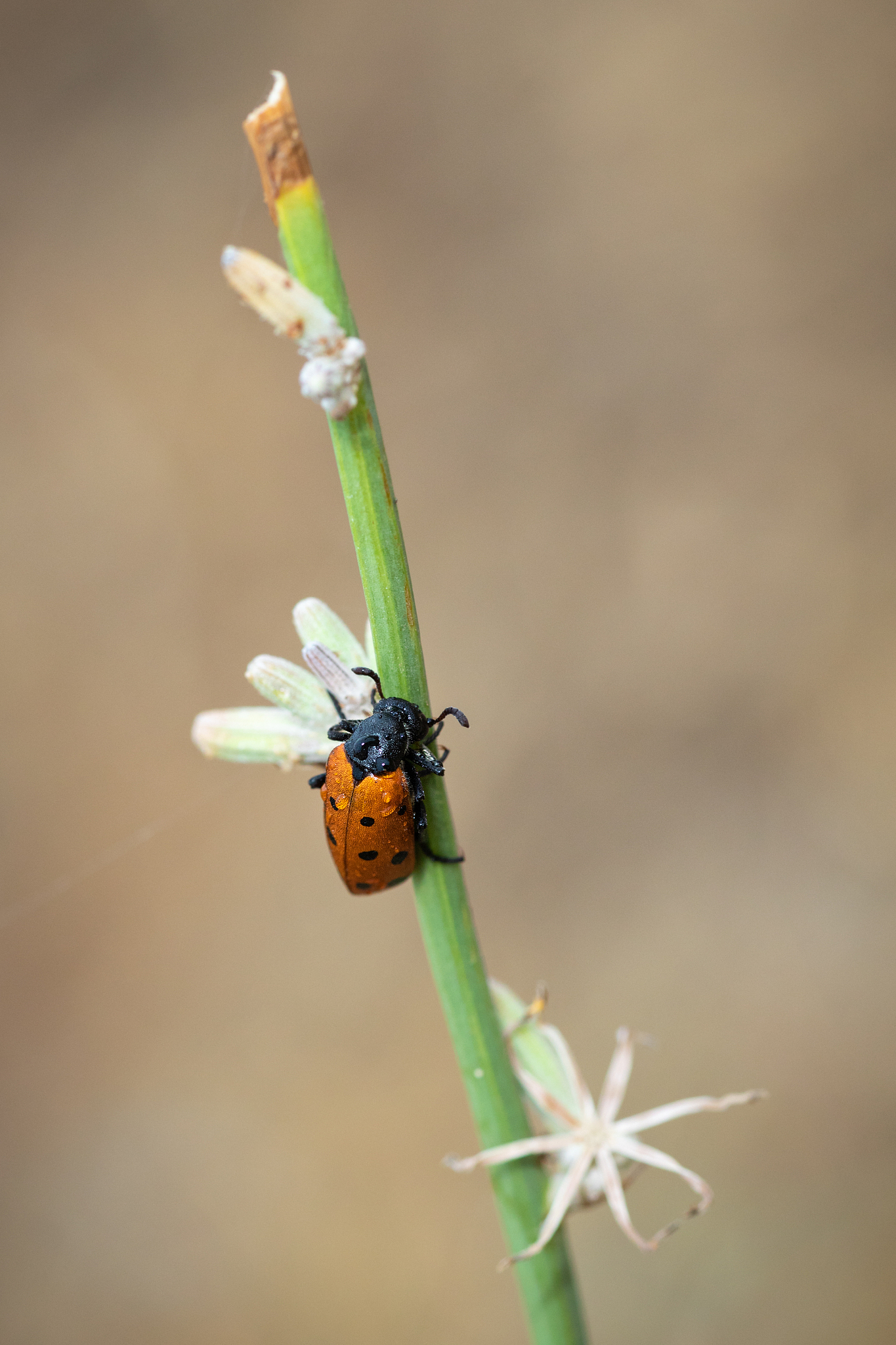 close-up of insect on plant,spain