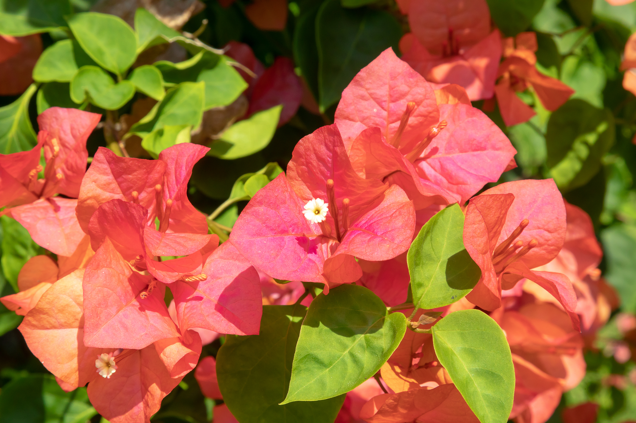 Java 实习生实习日记 40 篇：学习过程、使用设备、体会和收获