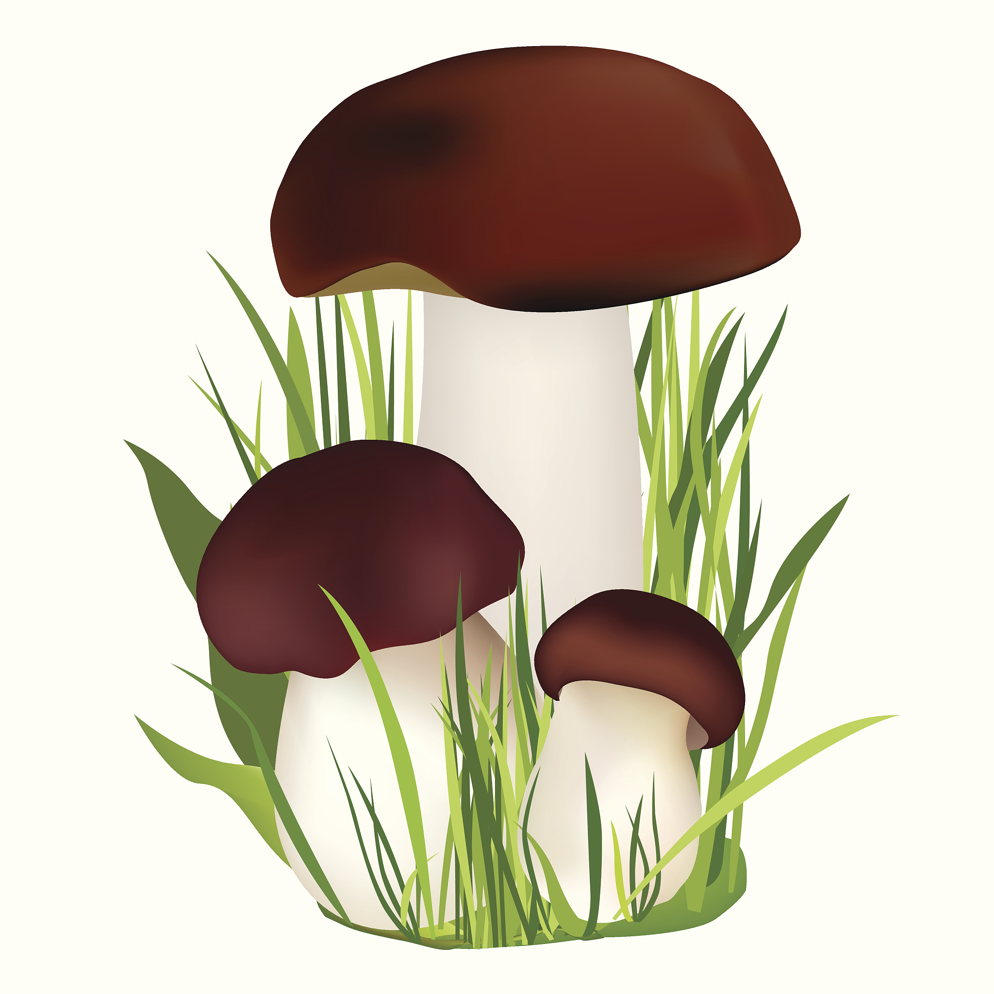 Mycology: A Beginner's Guide to Growing Mushrooms