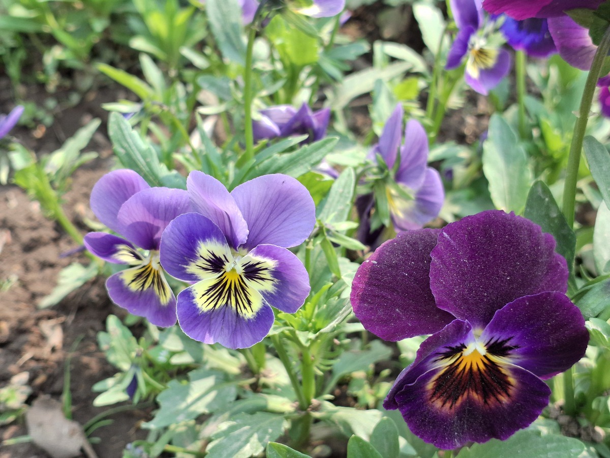 云堇：常见植物，花朵美丽，药用价值高