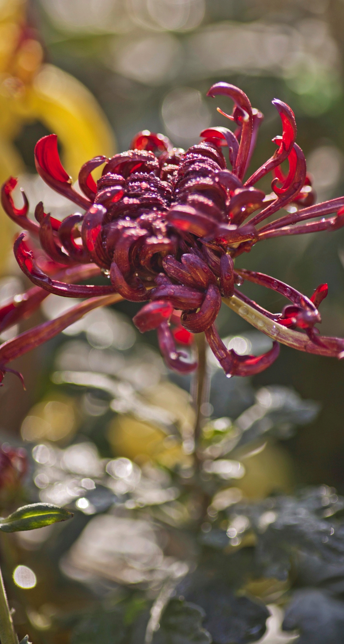 而她的梦想就是成为下一个无败三冠马娘即在臯月赏日本德比和菊花赏上接连取得胜利且之前的所有比赛都要夺冠。因为这三场赛事一生只能参加一次所以具有极高的含金量三冠也几乎是所有马娘的梦想。而帝王已经以不败的战绩成功赢得臯月赏和日本德比的冠军距离无败三冠只差最后一场菊花赏。把这段话翻译成日语