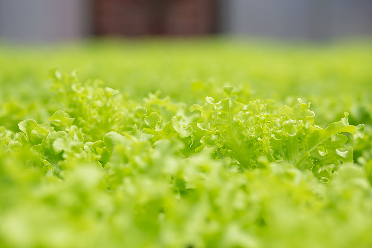 JOURNAL OF FORESTRY 期刊范围：林业生态学到林业工程技术