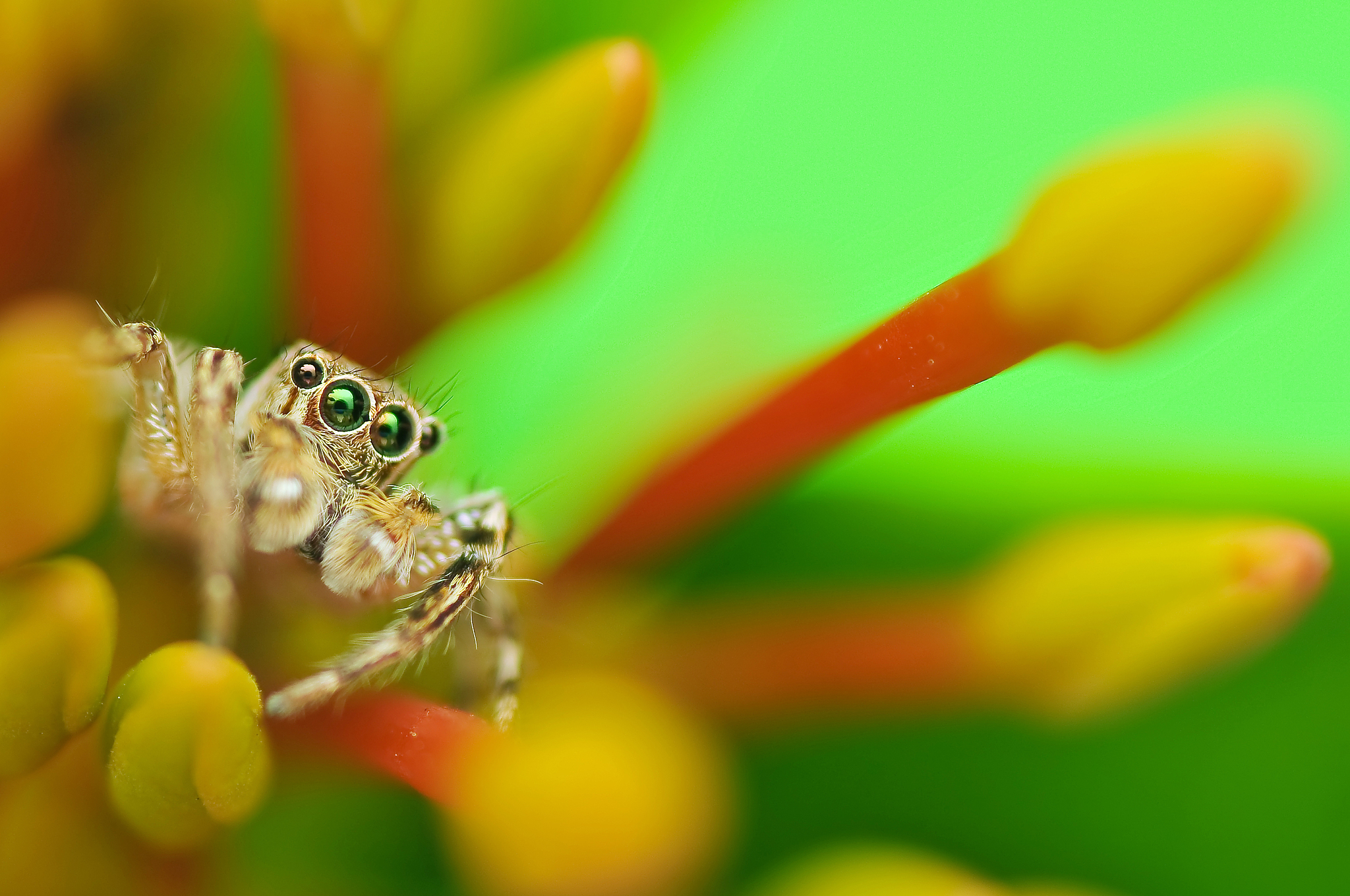 jumping spider