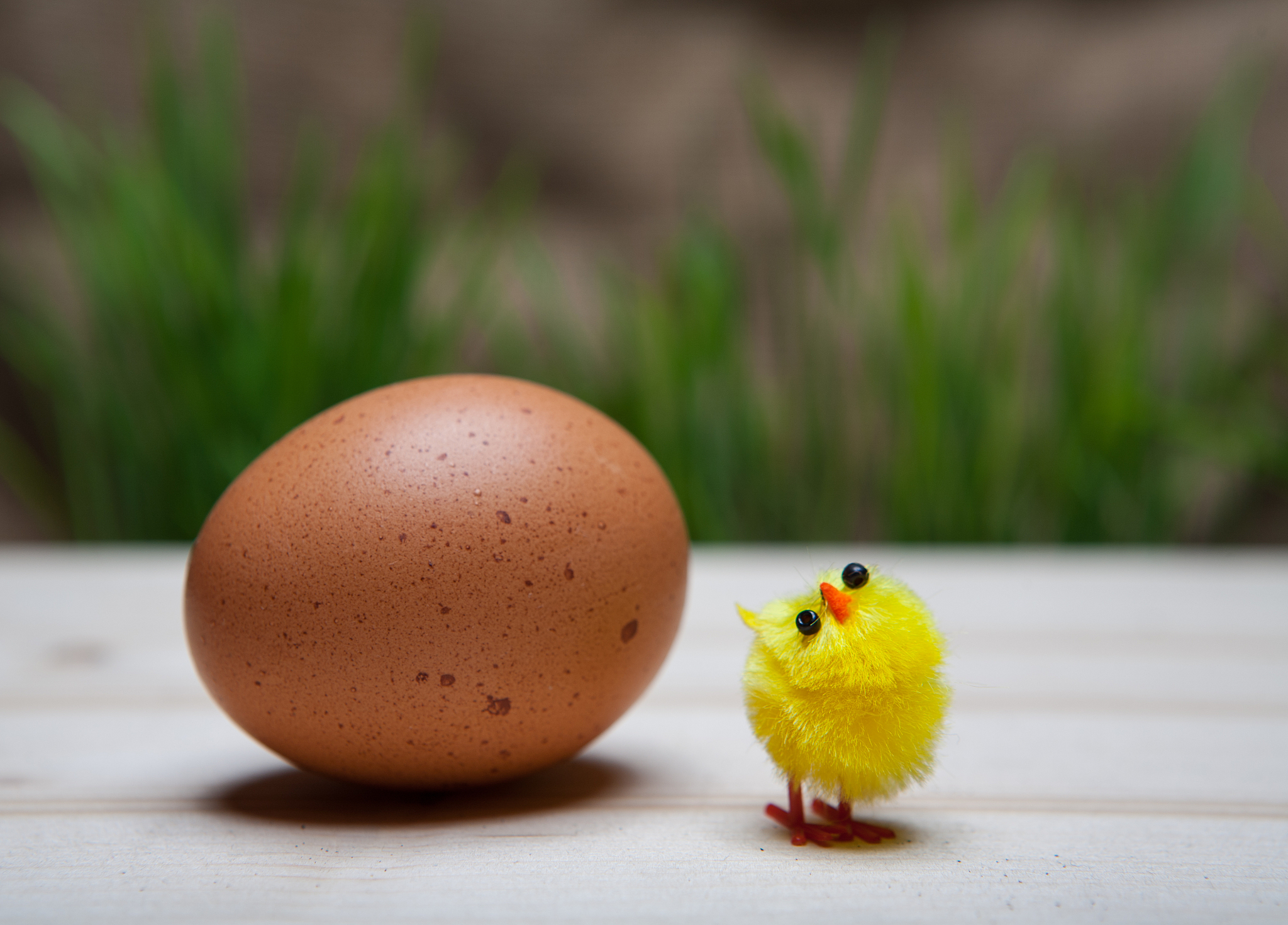小太阳鹦鹉以什么为主食