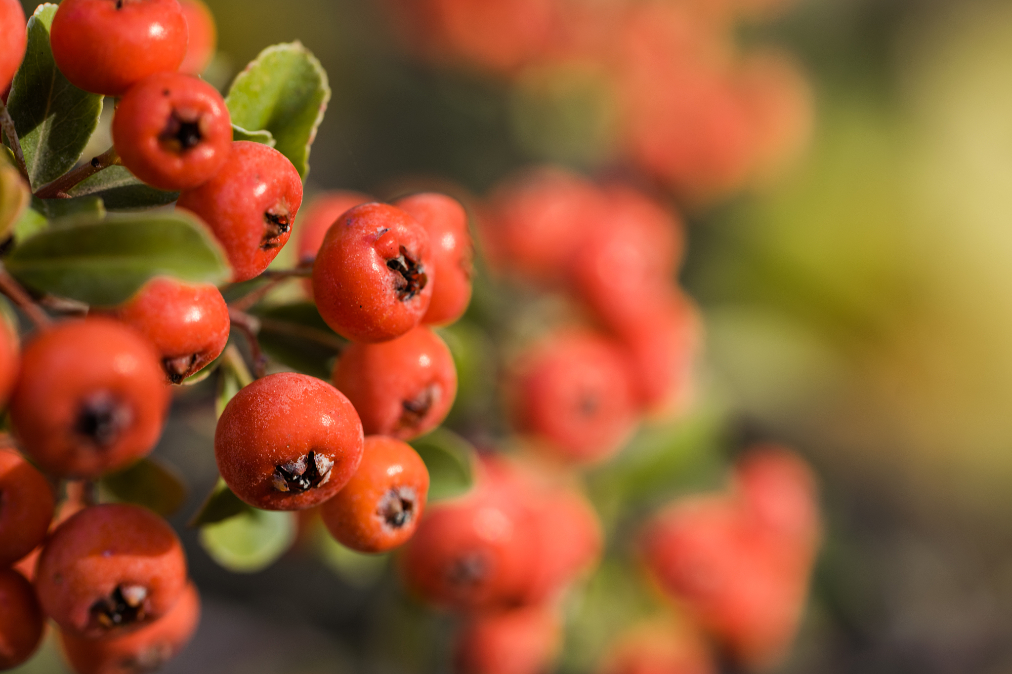 red autumn berries of red firethorn. autumn beautiful background