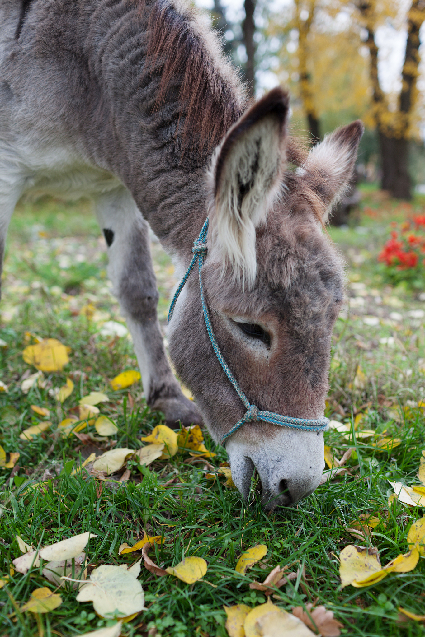 cute donkey at natural park,enjoying nice weather,life is good