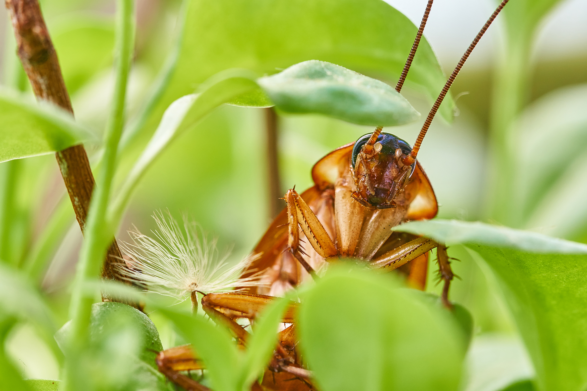 cockroach portrait