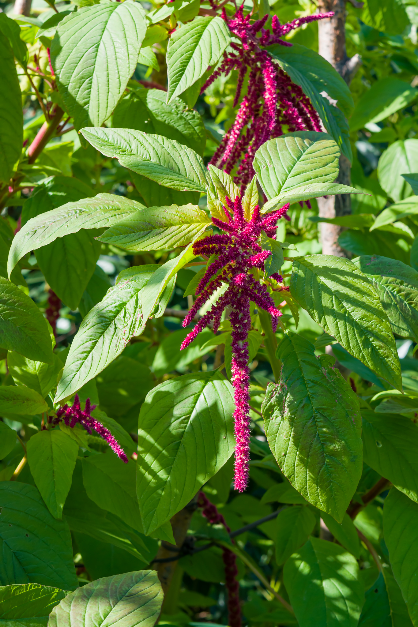 Plant Density, Not Per-Plant Yield, Drives Modern Hybrid Yield Gains