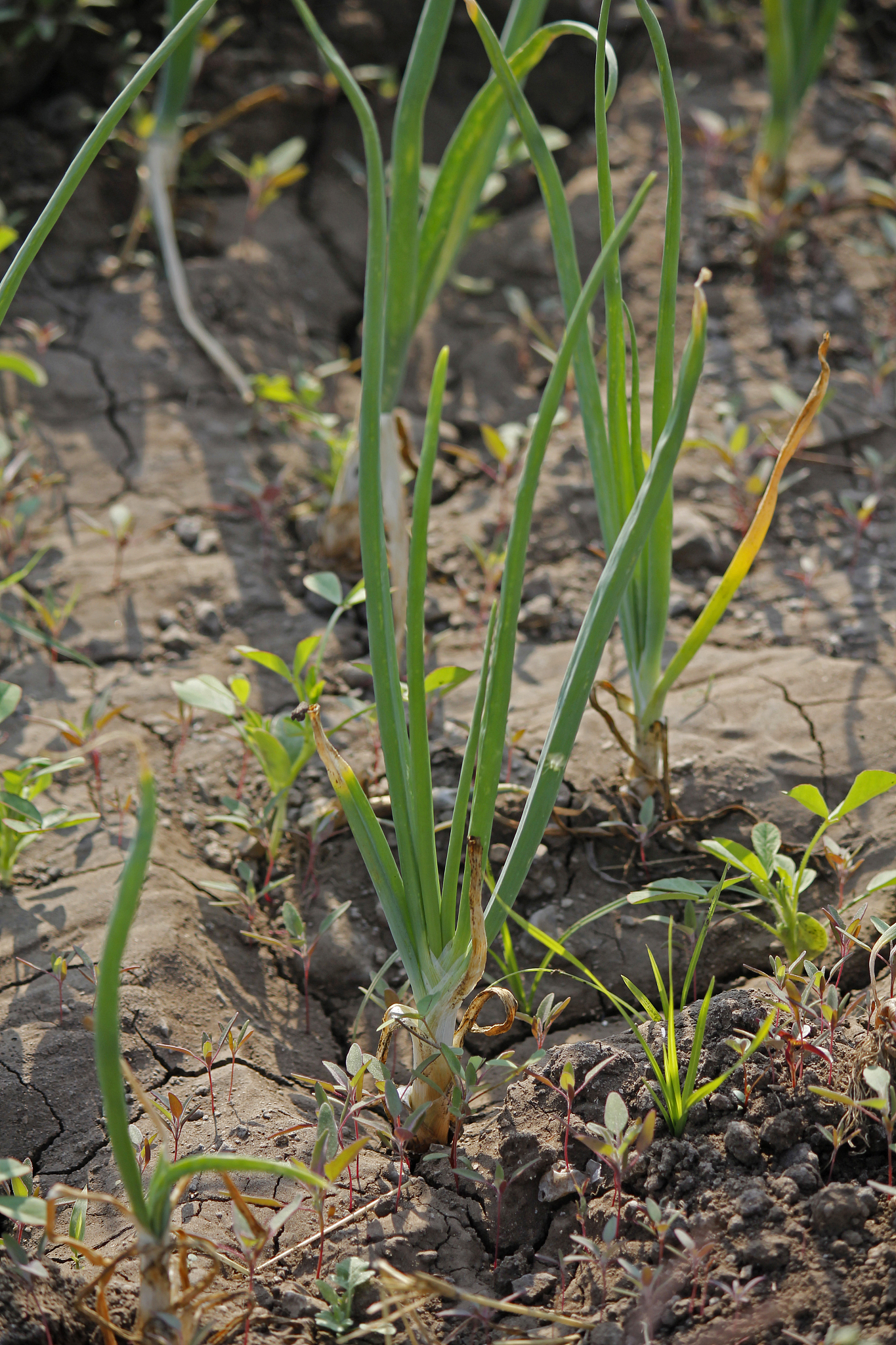roots, leaves and developing bulb of onion