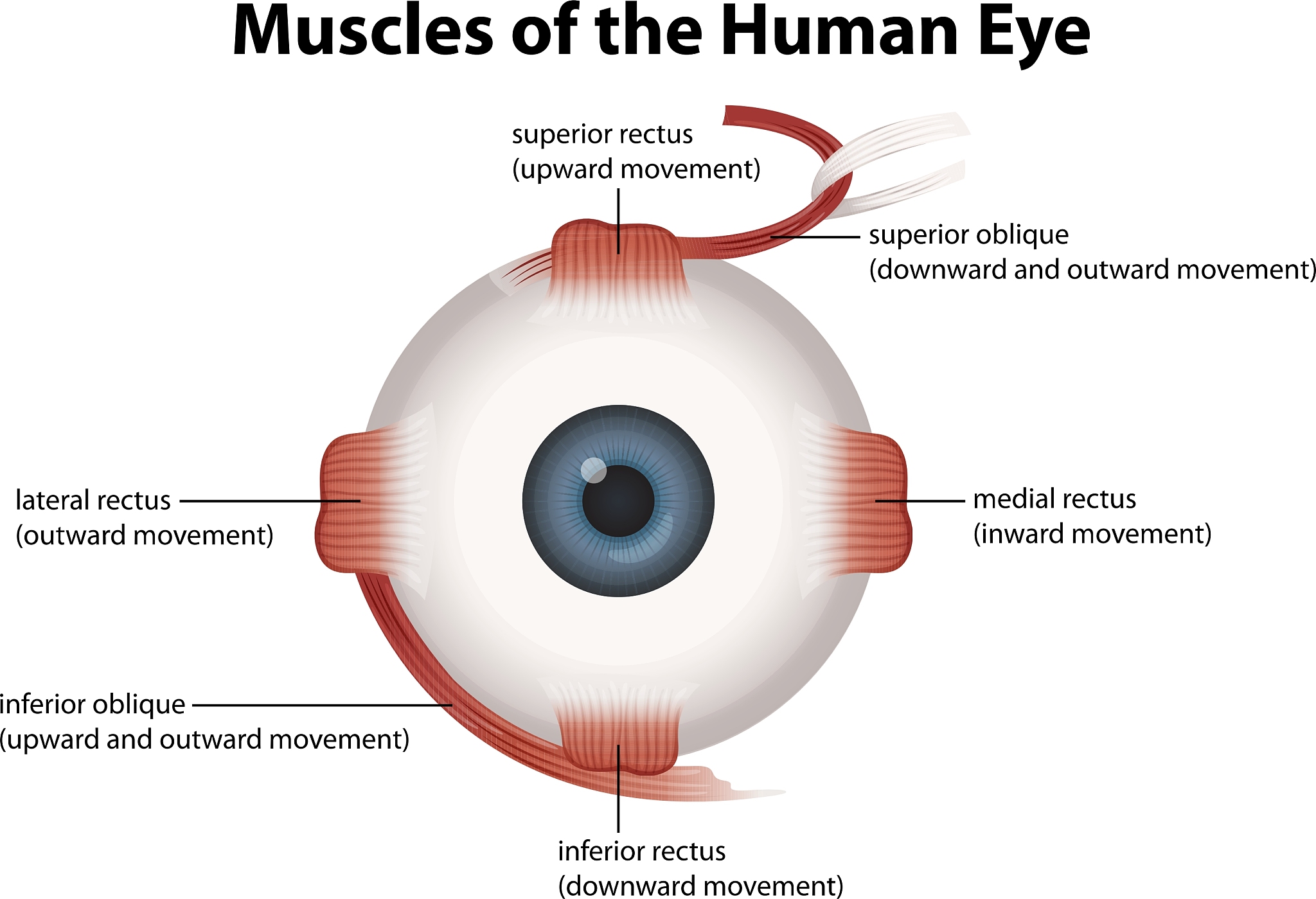 What are the visual characteristics of human eyes Enumerate the application of human visual characteristics respectively