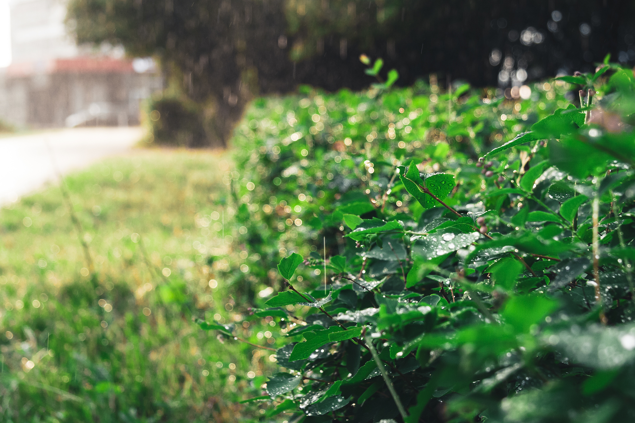毛毛雨：细雨的温柔与浪漫