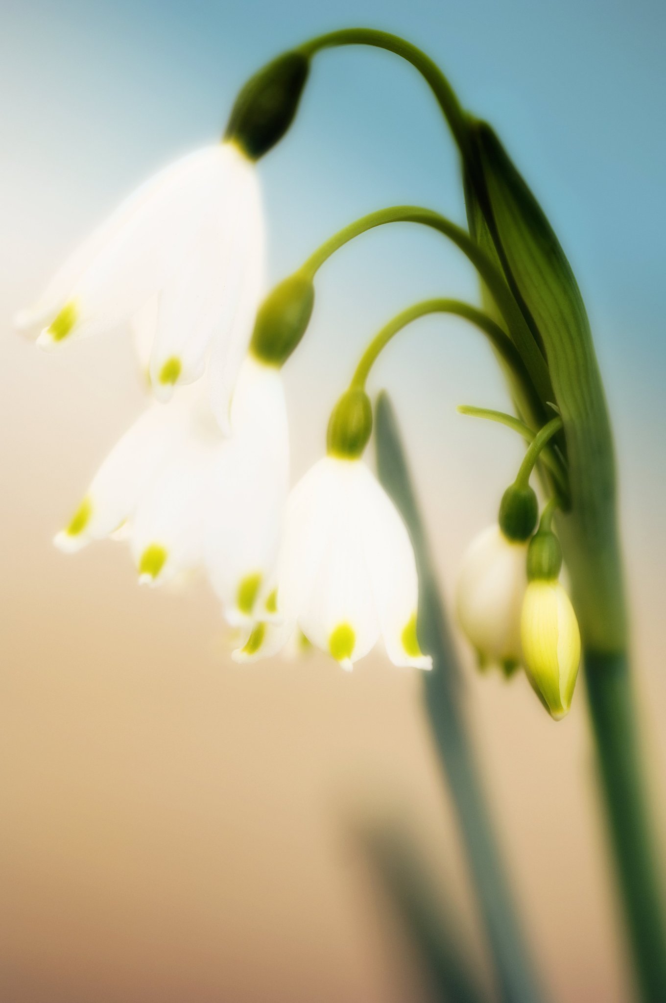 裸子植物和被子植物的统称是什么？