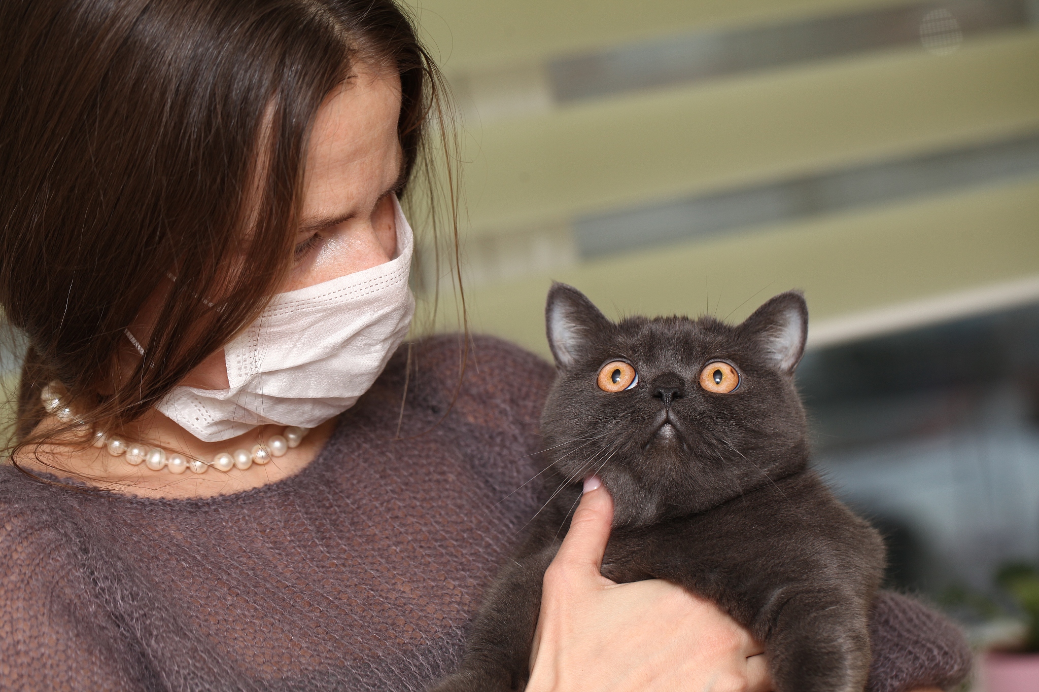 猫传染弓形虫给人类