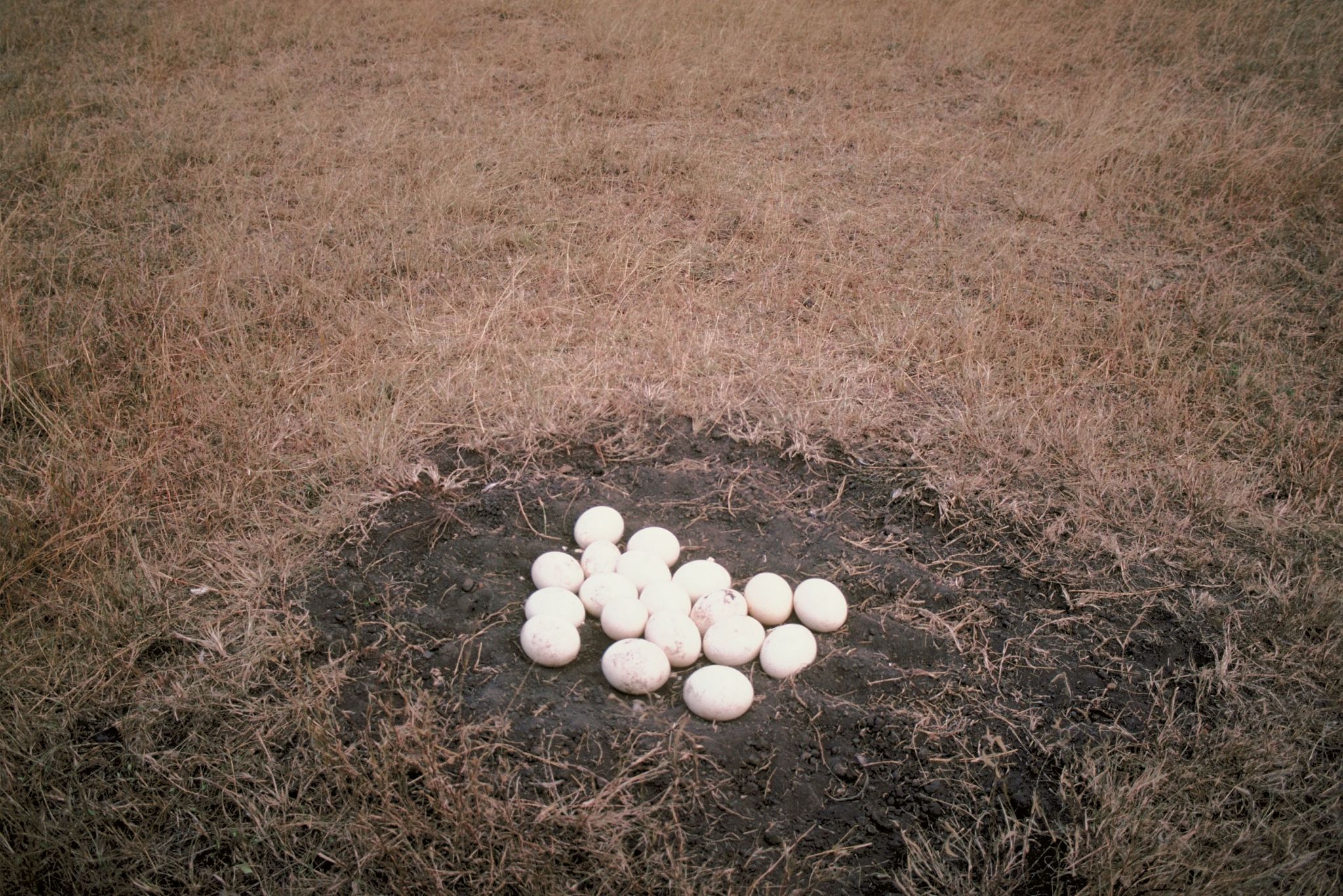 Egg name 鸭蛋 name 秃鹫蛋1 name 秃鹫蛋2 name 短吻鳄蛋1 name 短吻鳄蛋2 name 短吻鳄蛋3 name 大雁蛋 name 潜鸟蛋 帮我翻译成土耳其语