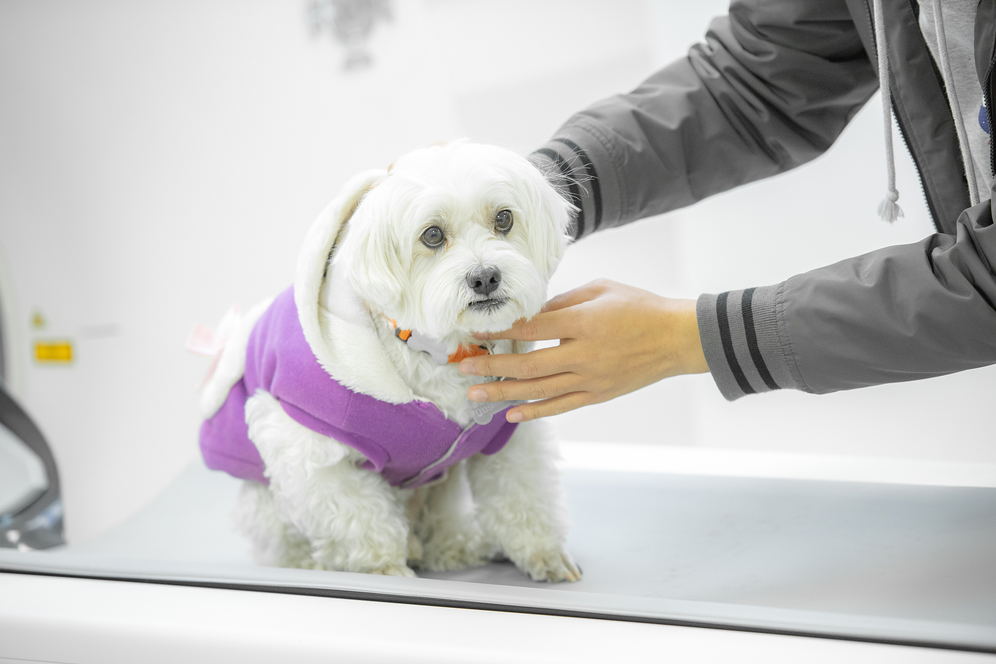 写3条关于宠物的文章标题