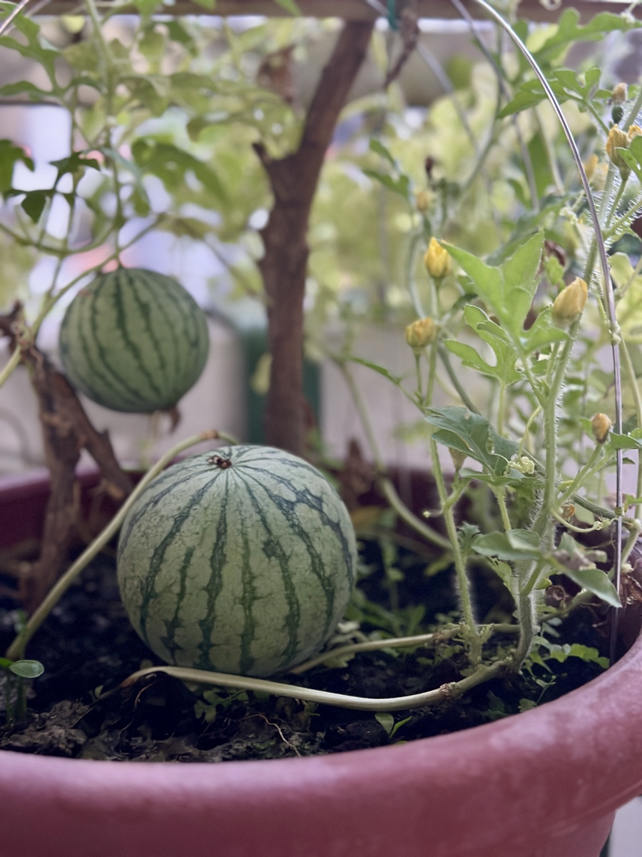84242麒麟瓜多少片叶子开花？种植达人告诉你