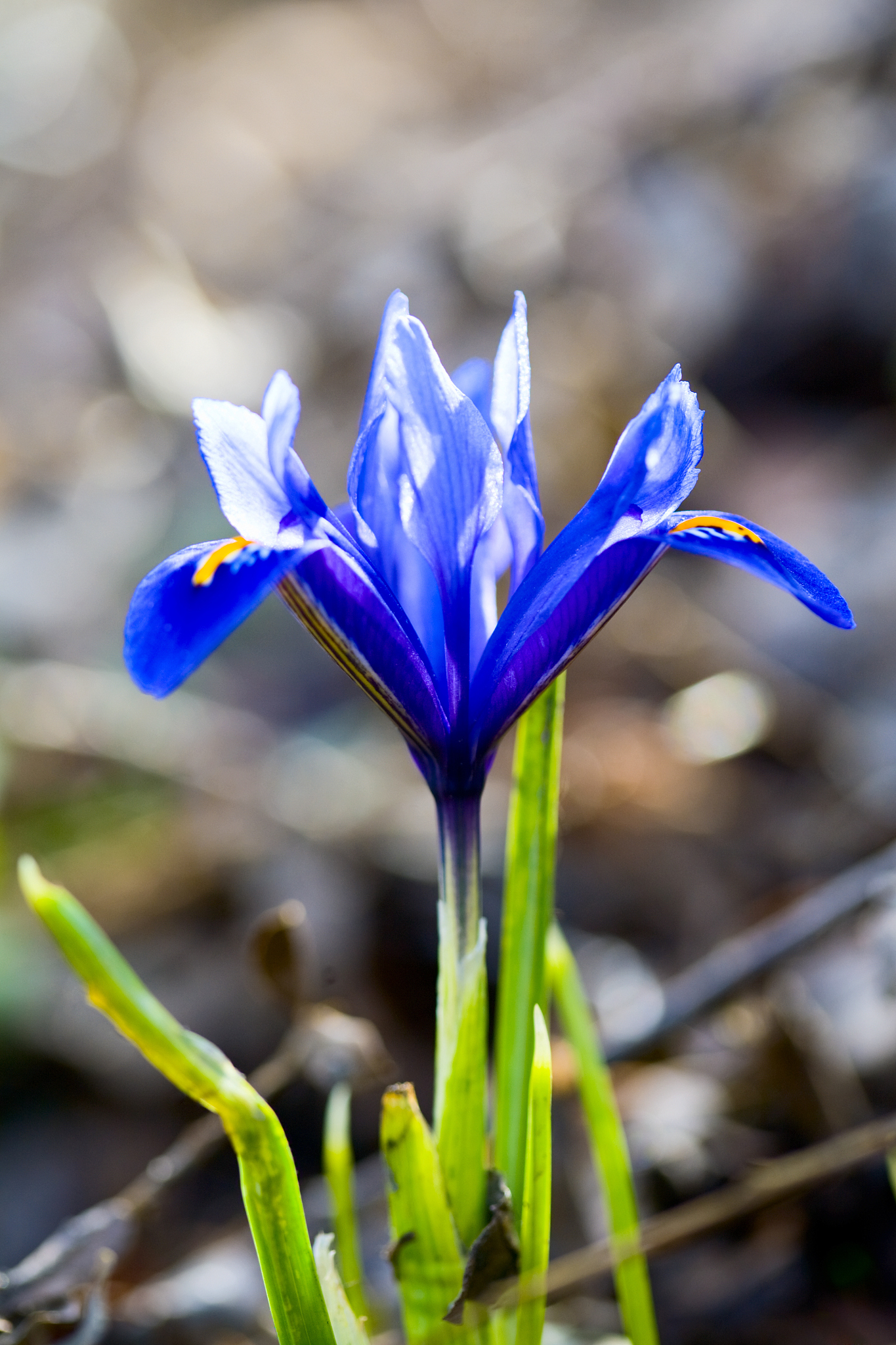 flower bud