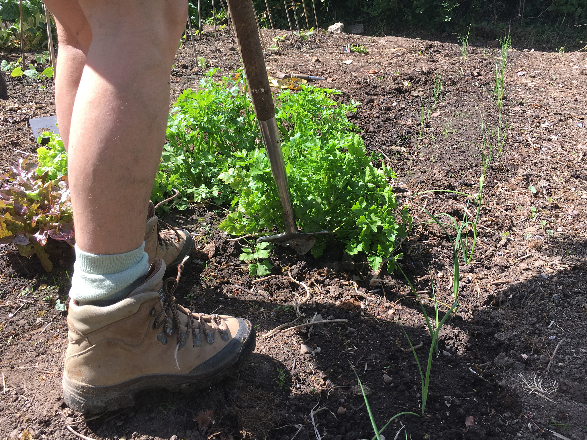 关于环保的作文