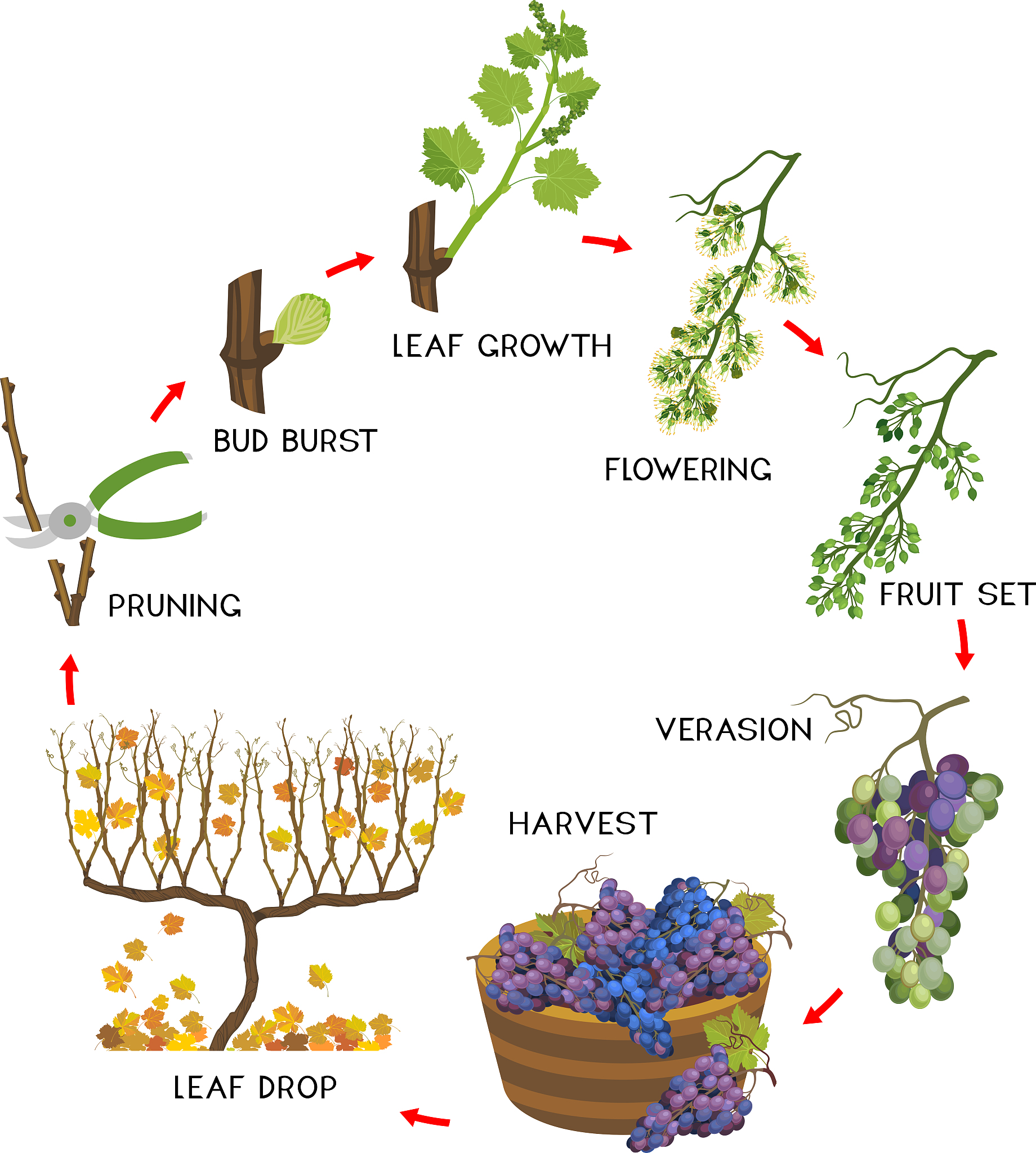 举例说明细胞工程或基因工程在园艺植物育种中的运用2000字