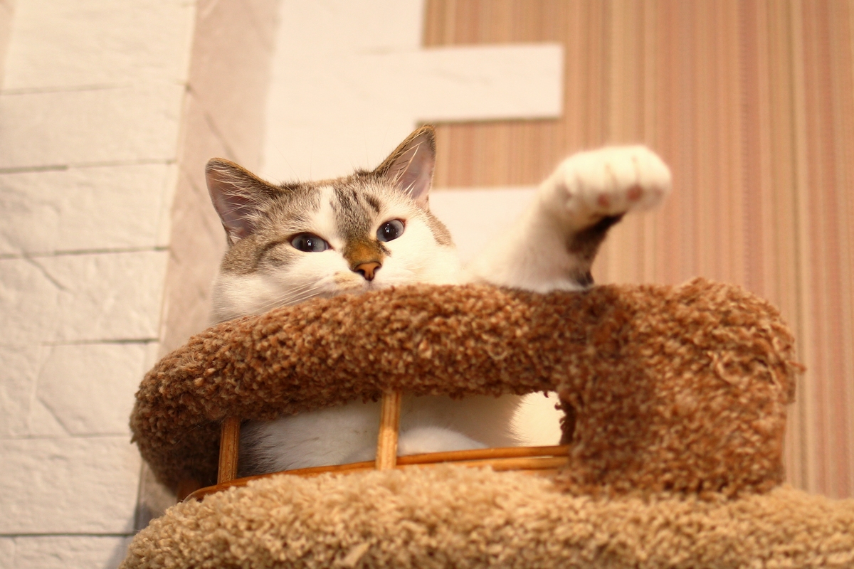 🐈‍⬛宅家猫咪太无聊？4招打造室内游乐园，主子开心到飞起！