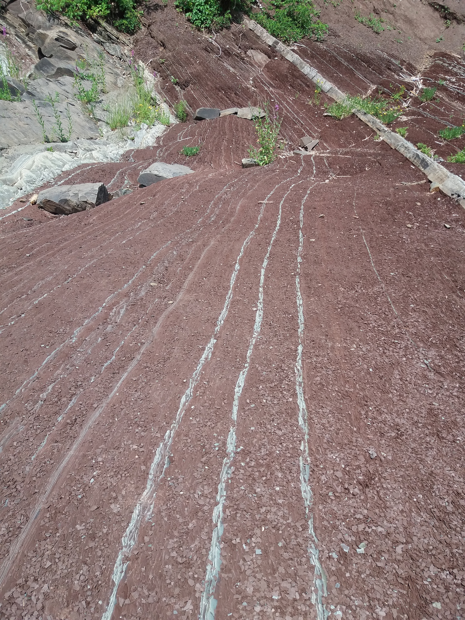 北半球高纬度地区土壤有机质层对生态系统功能和碳循环的影响