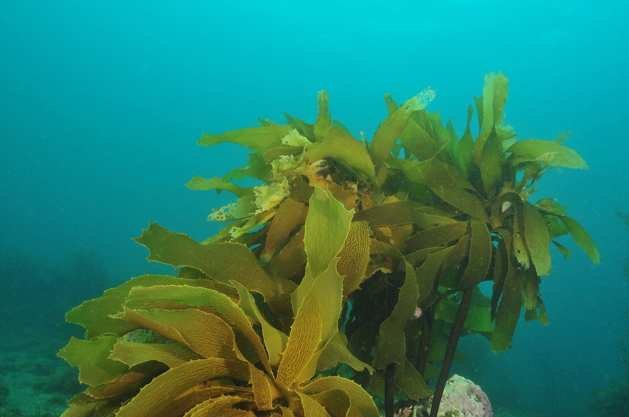 stalked brown kelp