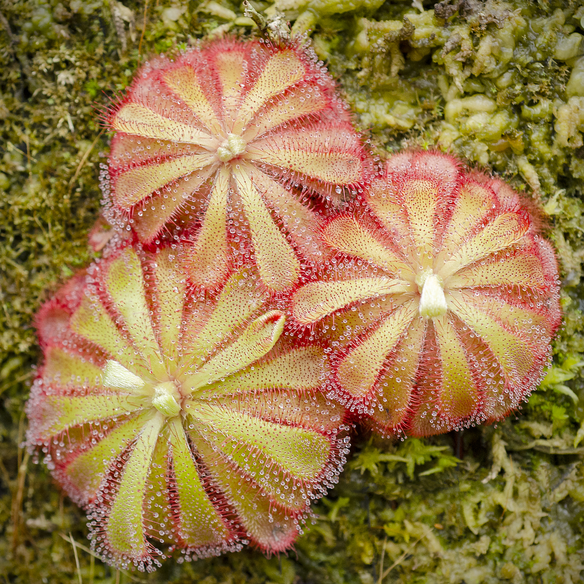 基于叶绿体基因组相关的英文论文使用学术英语更正语法等错误： In comparison to some Lycopodiaceae Selaginella the plastome sequence of Phlegmariurus did not show any significant variations in IR regions Figure 3 Multi-samples in one