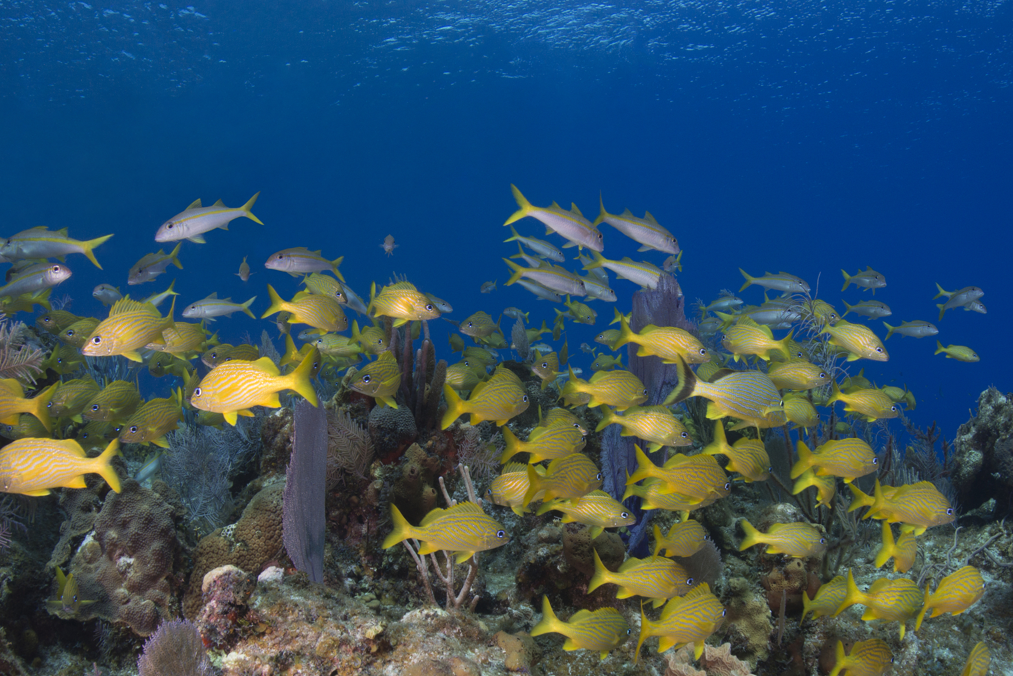 caribbean marine life with the french grunt (haemulon flavolinea