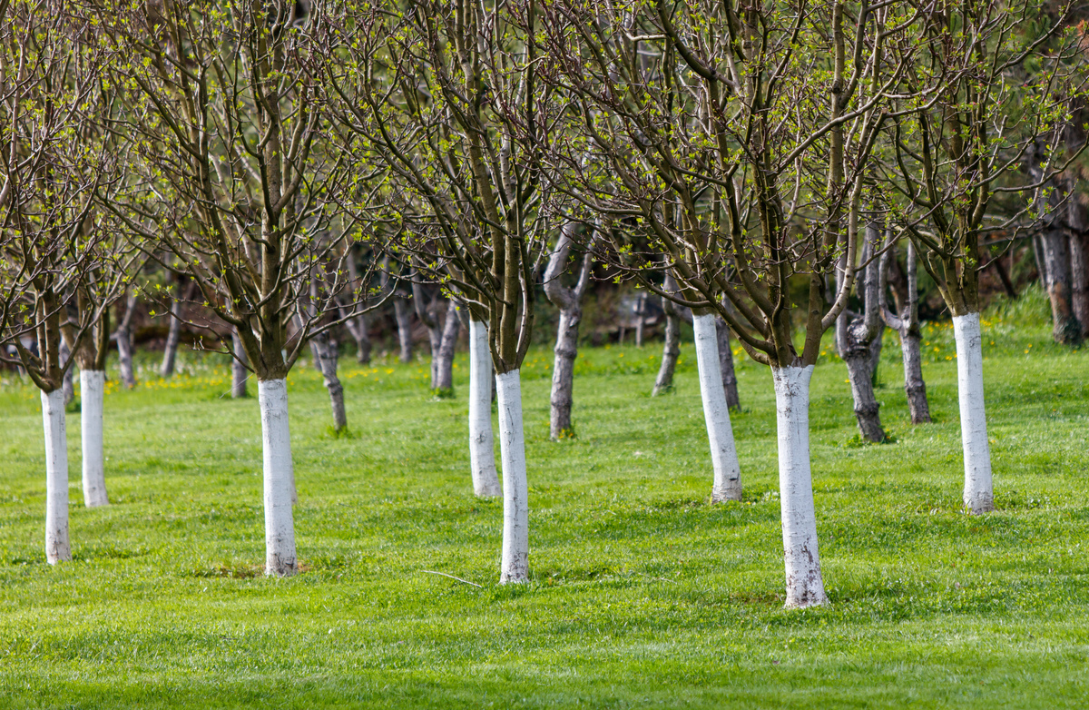 绿白桦的天晴姿态：外形、生态、文化多角度解析