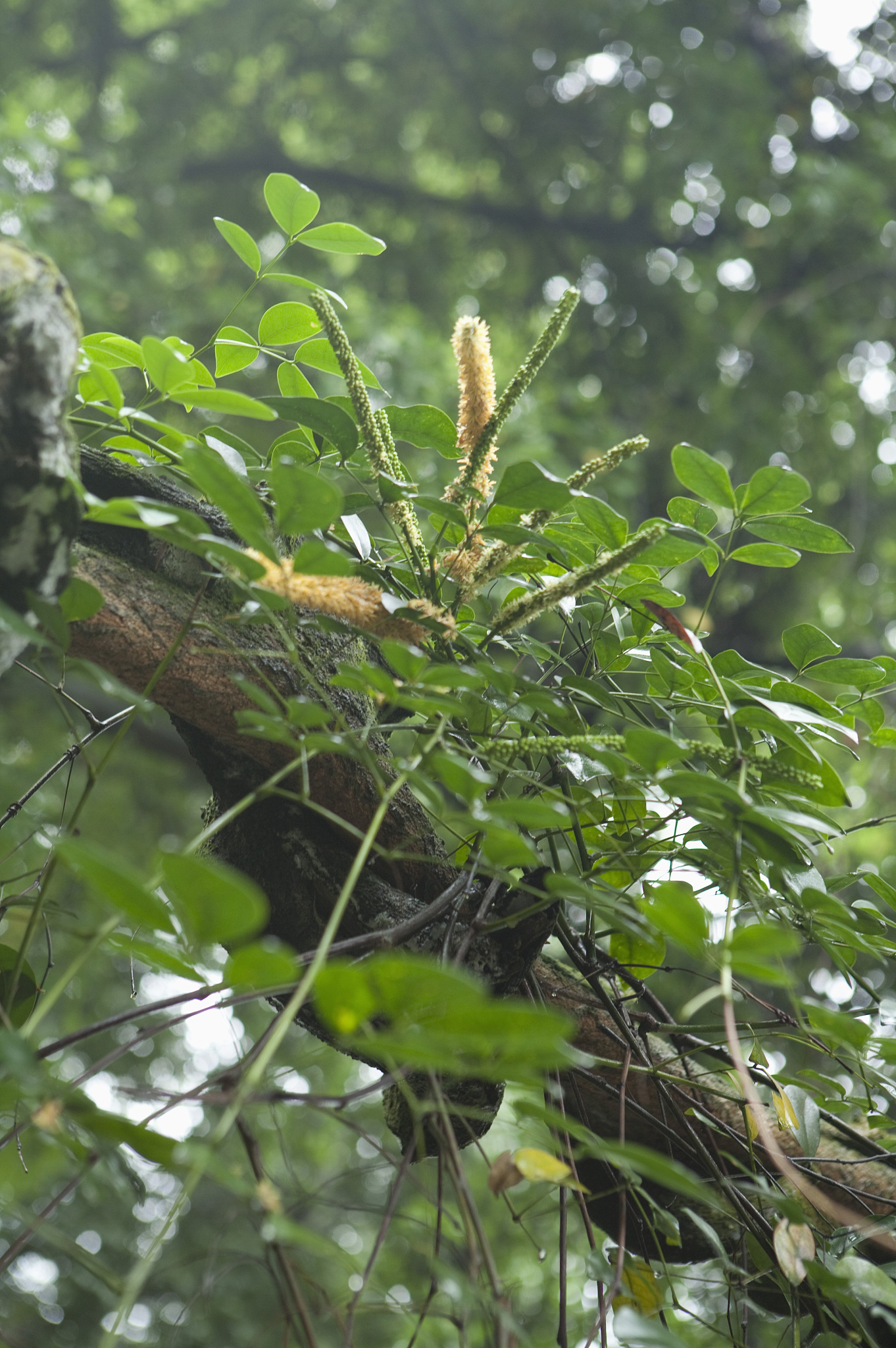 鸡血藤药理作用：抗炎、抗菌、免疫调节等功效