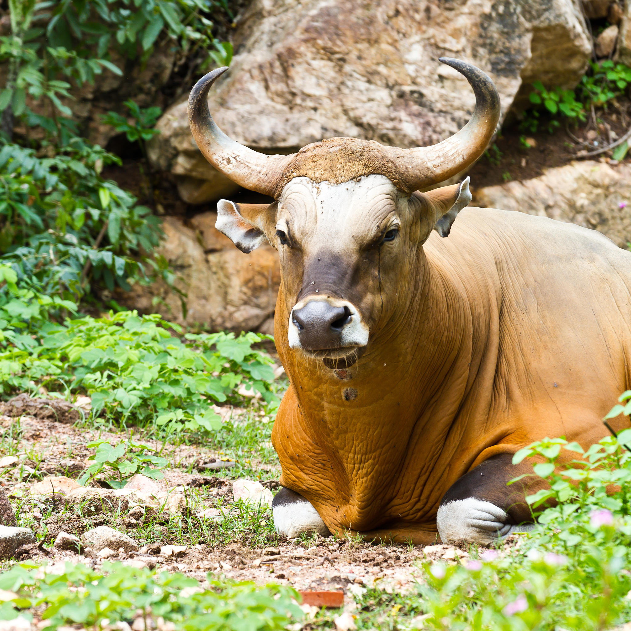 foto banteng yang memikul negara 😐