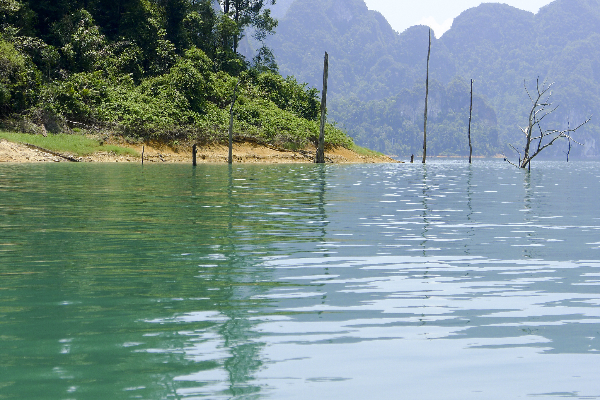 dead trees sticking out of the water